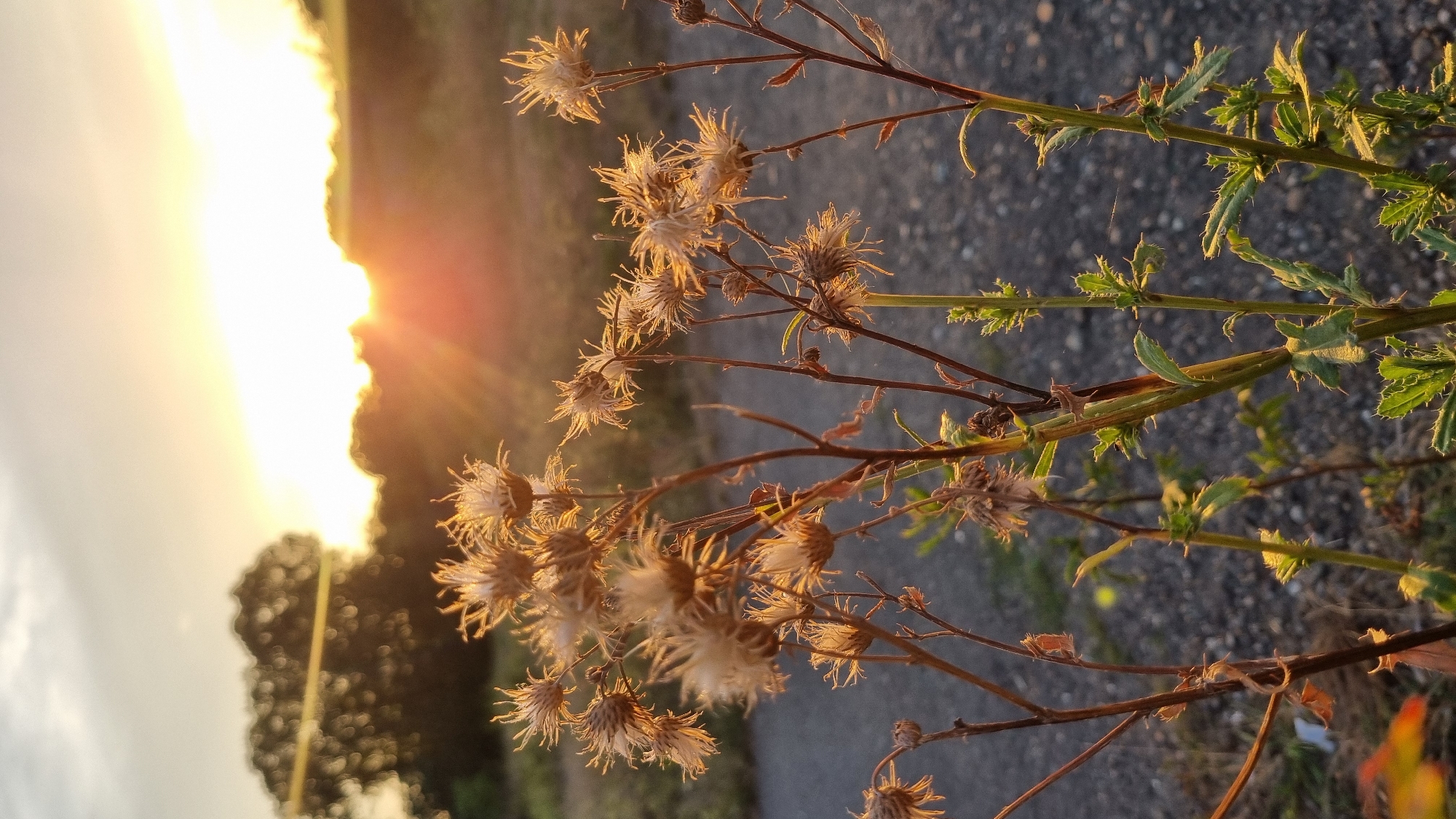 The image shows a close-up of dried, spiky seed heads of a plant, likely a thistle or similar species, against a blurred background of a sunset. The sun's rays are visible, creating a warm, golden glow and casting light through the plant's delicate structures. In the background, a blurry tree and rolling hills are visible, suggesting a rural or park-like setting. The ground appears to be a gravel path. There are no people or animals present in the image. The overall mood is peaceful and natural, highlighting the beauty of a fading day. The location is specified as Berehove, Ukraine, but there are no specific landmarks or urban features visible to confirm this detail.