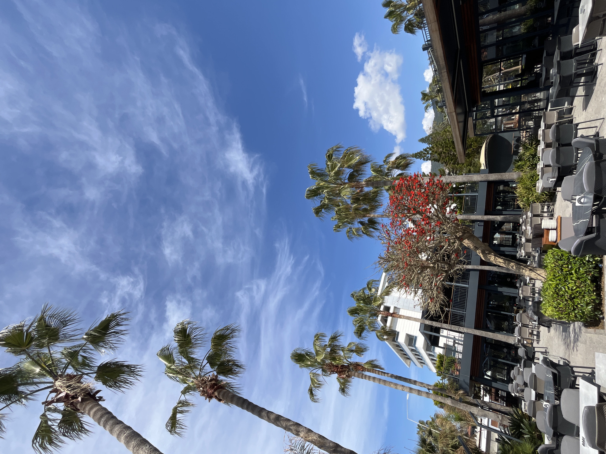 The image shows an outdoor setting with palm trees under a blue sky dotted with light, wispy clouds, in Alanya, Turkey. The trunks of several palm trees are visible from bottom left, rising upwards towards the center and right. A building with multiple levels and a modern architectural style is also visible, partly obscured by trees. In front of the building, an outdoor seating area with tables and chairs is set up, suggesting a restaurant or café. A tree with bright red flowers stands out amidst the greenery.
