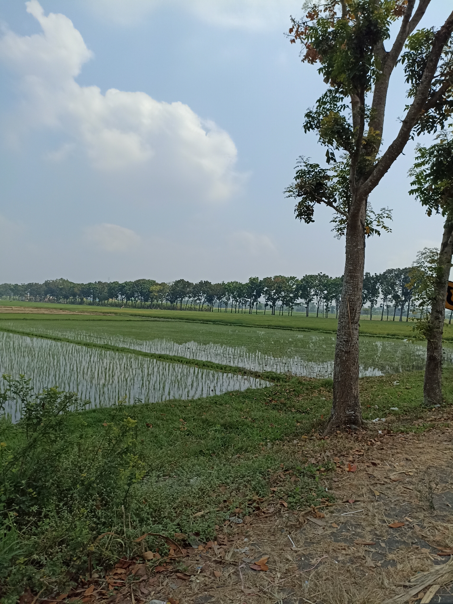 The image captures a serene rural landscape in Rogotrunan, Indonesia. In the foreground, a dirt path is bordered by green grass and fallen leaves, with the trunks of two trees standing prominently. The path leads towards a vast expanse of flooded rice paddies, reflecting the cloudy sky above. Rows of trees line the horizon, creating a natural boundary between the fields and the sky. The overall scene is tranquil and representative of agricultural life in the region.
