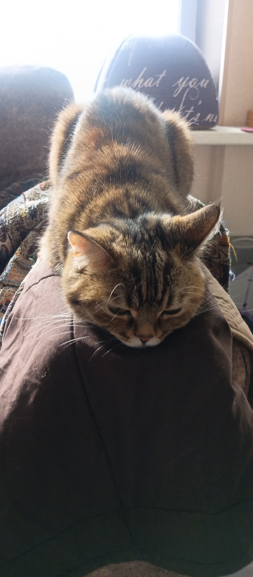 A tan and brown tabby cat rests its head on a brown, fabric-covered surface. The cat appears to be relaxed with its eyes partially closed. The fur on its head and body has a striped pattern. Long white whiskers protrude from its face. In the background, there is a patterned blanket, a round cushion with text on it, and a window with sunlight. The location is an interior space, but the specific city and details are unknown.