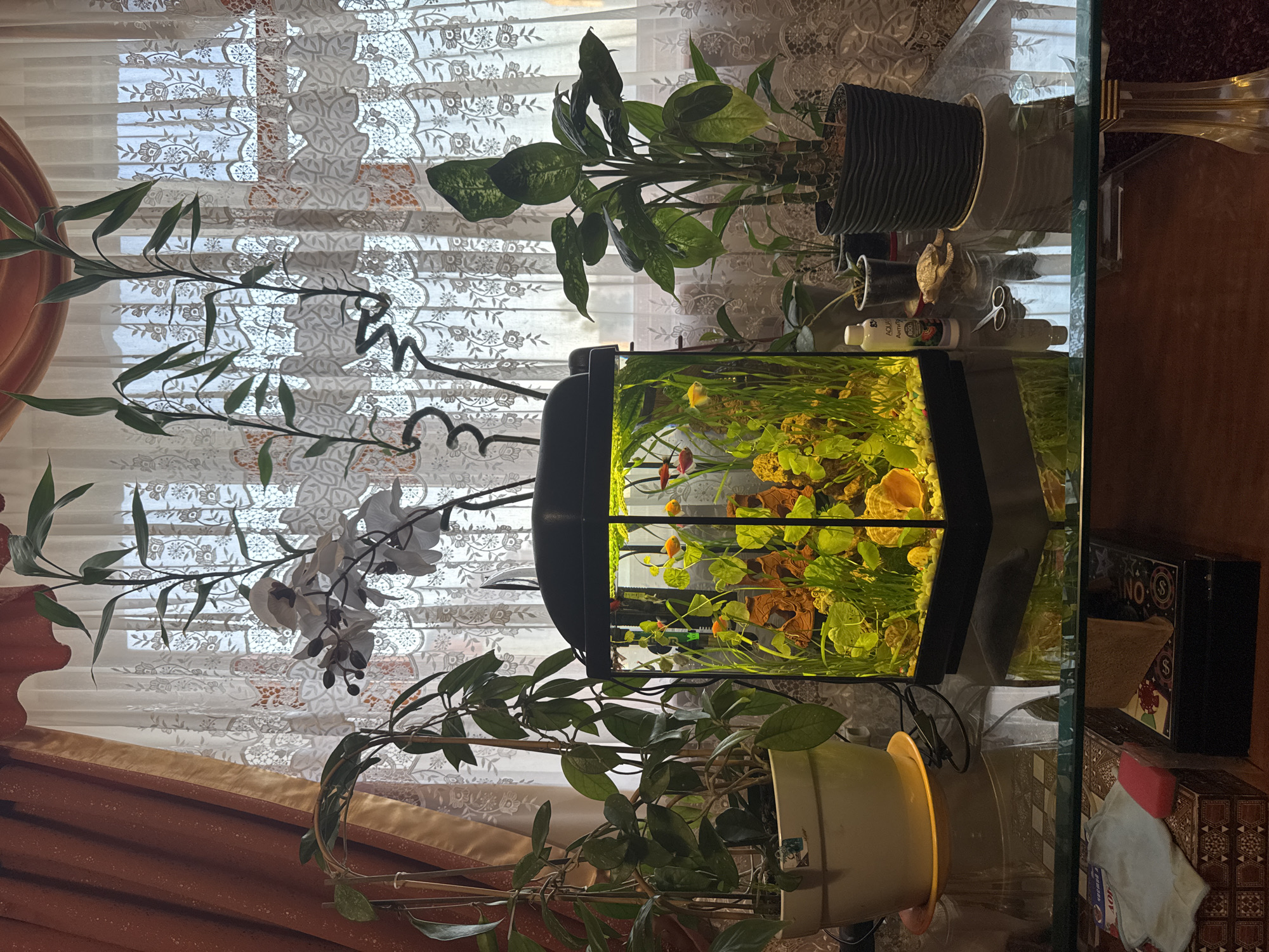 An indoor scene features a glass-top table positioned in front of a window with ornate white lace curtains. On the table, a small, illuminated fish tank is central, containing several small, brightly colored fish and aquatic plants. To the left of the fish tank, a large potted plant with dark green, oval leaves sits on a yellow saucer. To the right, a taller potted plant with large, variegated green leaves and thick stems is placed in a fluted black pot. Several smaller potted plants are arranged behind the main plants. Among the objects on the table are a bottle labeled "AQUAYER", a decorative ceramic turtle, and a pair of scissors. Below the glass table, a dark wooden surface displays various items, including a patterned box with a cloth and sponge on top, and a decorative box with a lid. The overall impression is of a domestic setting focused on houseplants and an aquarium.
