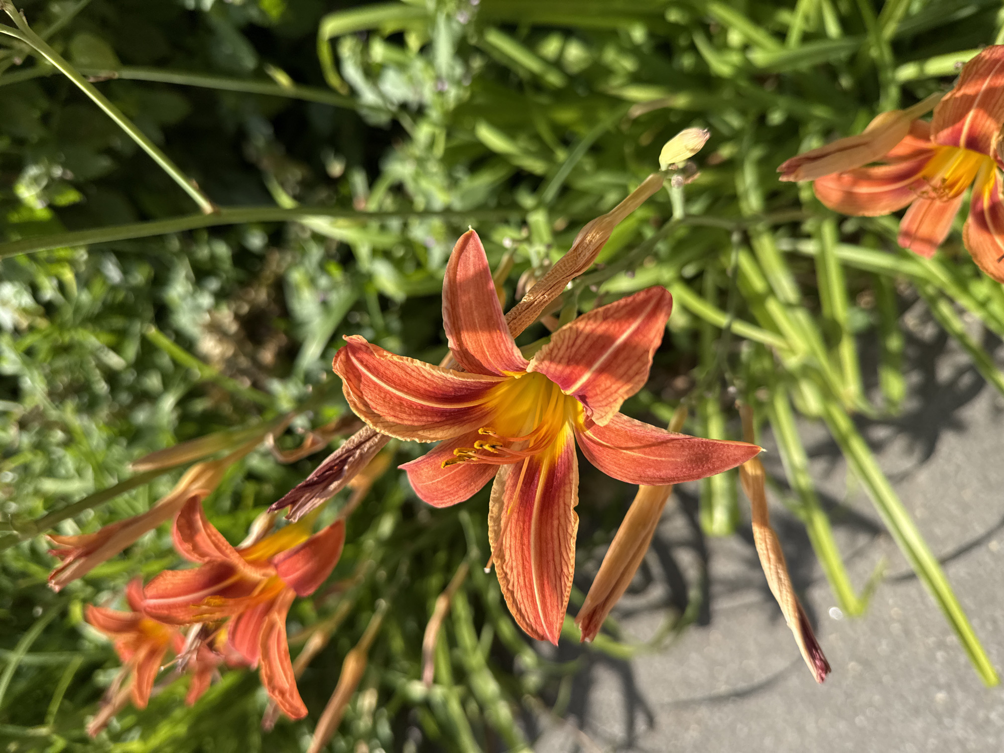 The image shows a close-up view of an orange daylily in full bloom, with several other daylily buds and blooms visible in the background, interspersed with green foliage. The flowers exhibit the characteristic six petals with delicate orange and yellow striations. One prominent flower is in the foreground, its petals unfurling to reveal a bright yellow center with visible stamens. The background is a blur of green leaves and stems, suggesting a garden setting. The ground in the lower left corner appears to be paved, possibly a sidewalk or pathway, with dappled sunlight casting shadows. The overall impression is one of vibrant natural beauty. There are no people or animals visible in the image, and no specific landmarks that would indicate its location within Berdychiv, Ukraine.