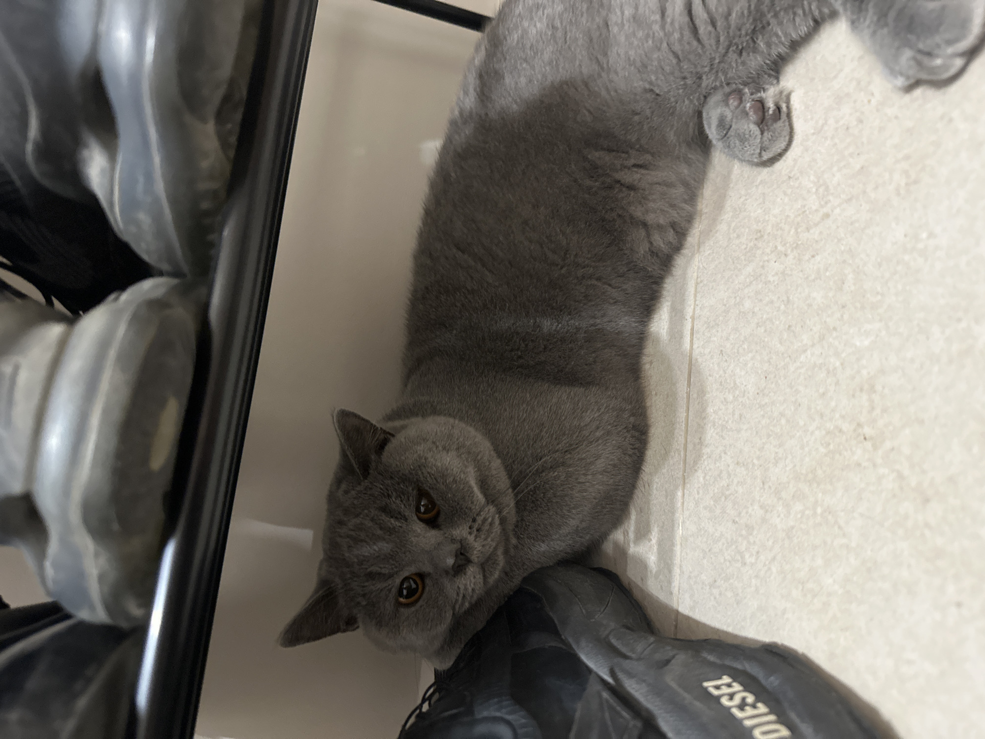 A grey cat lies on a light-colored tiled floor, partially obscured by a black shoe. The cat is positioned on its right side, with its head resting on the shoe. The cat's fur is short and plush, and its eyes are open, appearing to look towards the viewer. The shoe, with the word "DIESEL" visible in white lettering, is placed to the left of the cat, its sole facing upwards. In the background, a black shelf holds several pairs of shoes. The scene is illuminated by artificial light, creating shadows on the floor. The overall environment appears to be indoors, possibly a shoe rack area or storage space within a home.