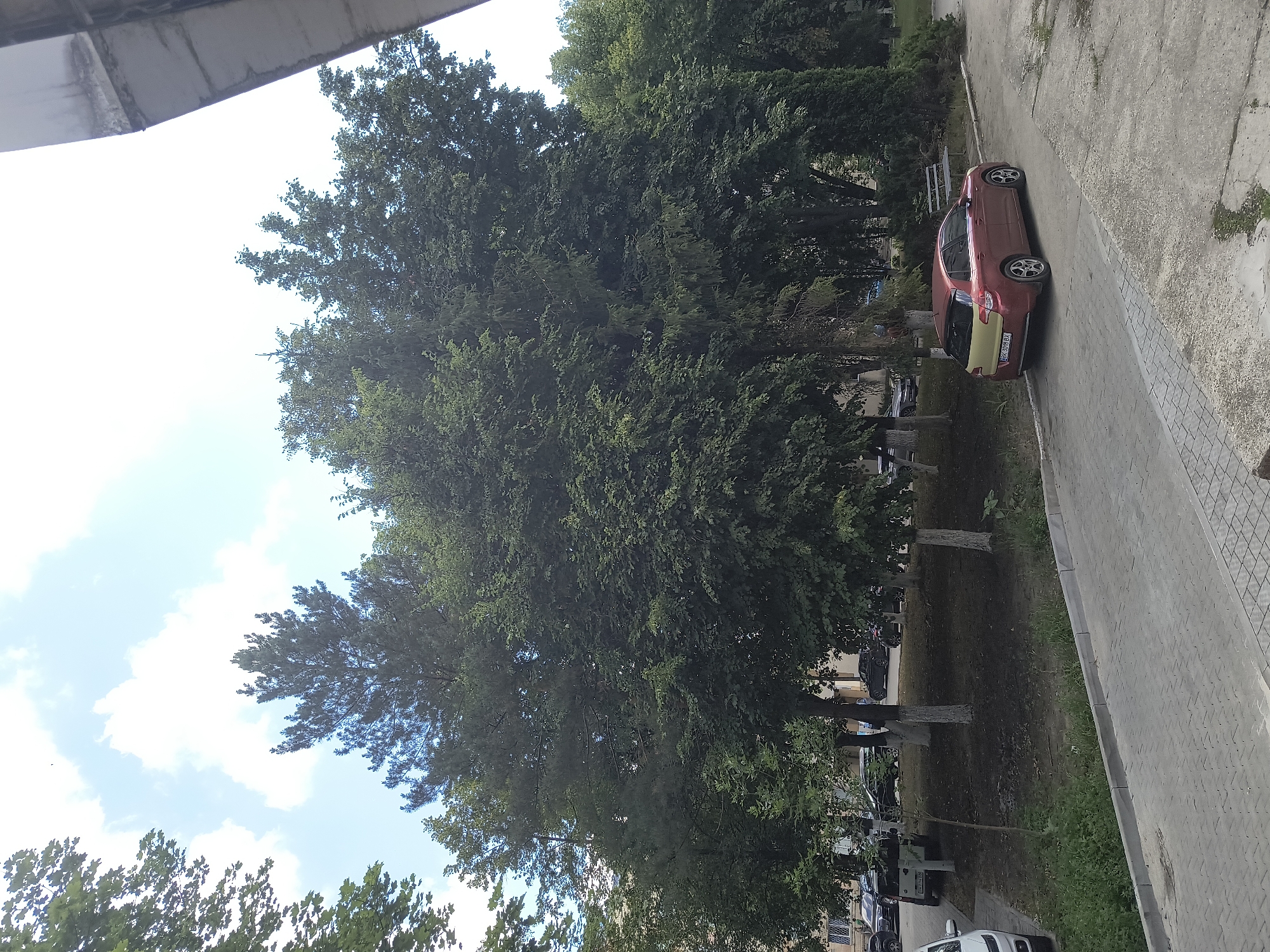 The image depicts a street scene in Rivne, Ukraine, under a partly cloudy sky. In the foreground, a paved walkway runs alongside a patch of greenery and then a road. A reddish-brown hatchback car is parked on the right side of the road, facing left. Further back, several other vehicles are visible, including a white SUV, and various dark-colored cars. The background is dominated by a dense collection of trees, some of which are tall and appear to be coniferous, while others have broad leaves. The trees are lush and green, suggesting a warm season. The overall environment appears to be a residential or urban area with a significant presence of greenery.