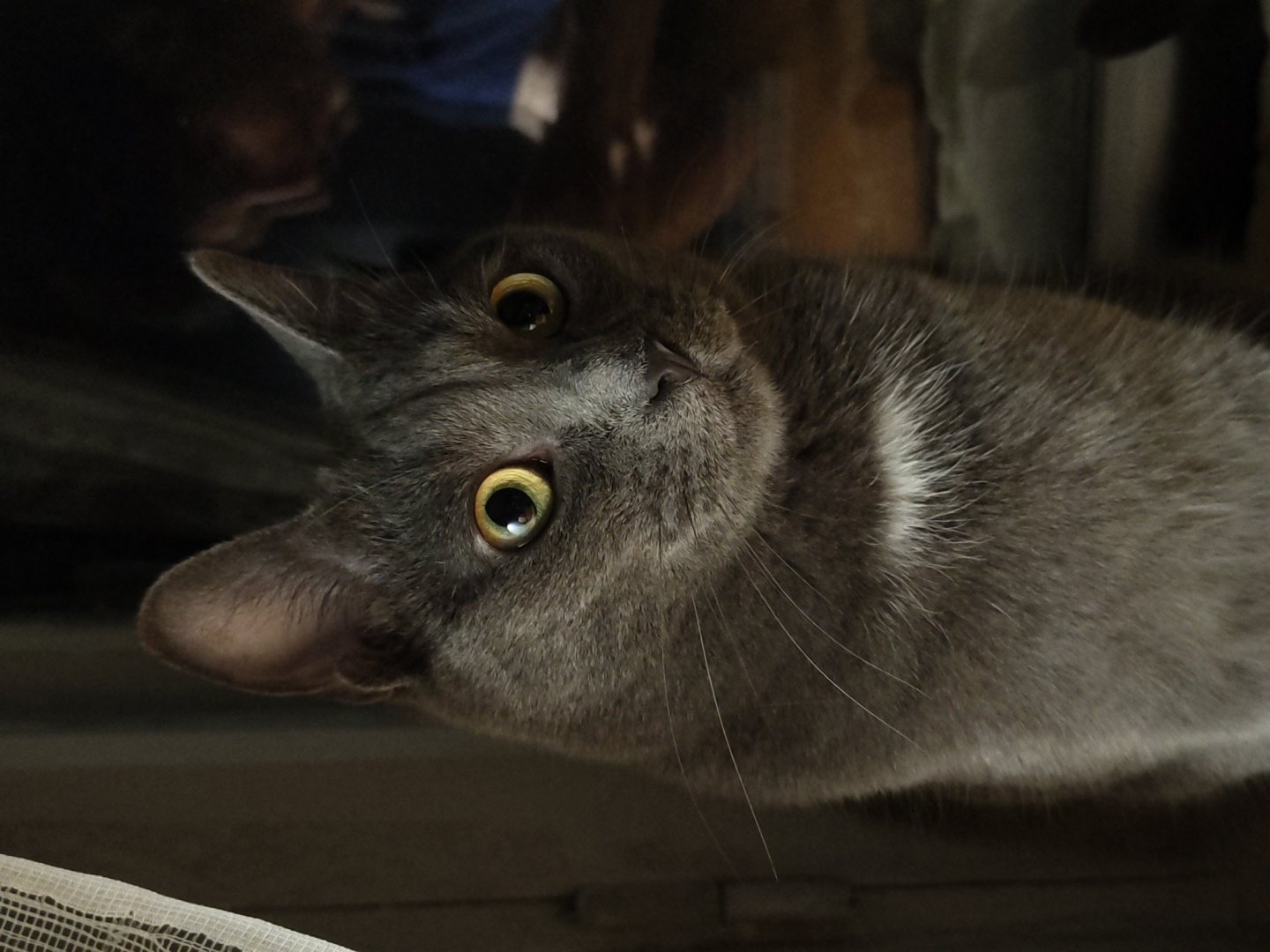 A medium shot captures a grey cat with bright yellow eyes, positioned in the foreground and looking slightly to its left. Its fur is short and dense, with a small patch of white fur visible on its chest. The background is dark and out of focus, with hints of blurry shapes and colors, suggesting an indoor environment. A sheer, white curtain is visible on the left side of the frame. The overall lighting is dim, highlighting the cat's face and eyes.