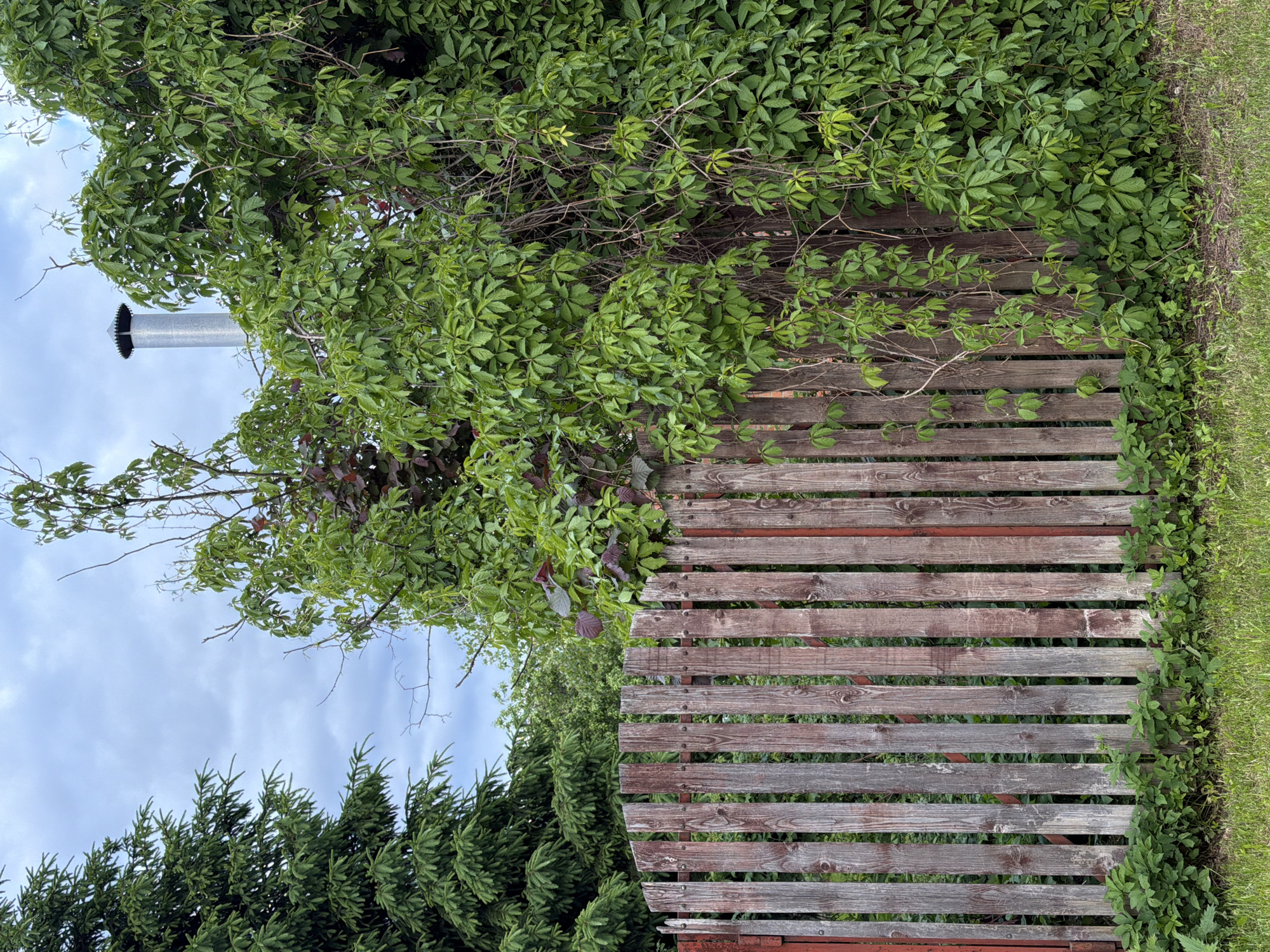 A weathered wooden fence is visible, partly covered by green foliage. To the left, a cylindrical metal pipe extends upwards, seemingly from behind the fence. Further left, evergreen trees are visible against a cloudy sky. To the right of the fence, the ground is covered with grass. The location is unspecified.