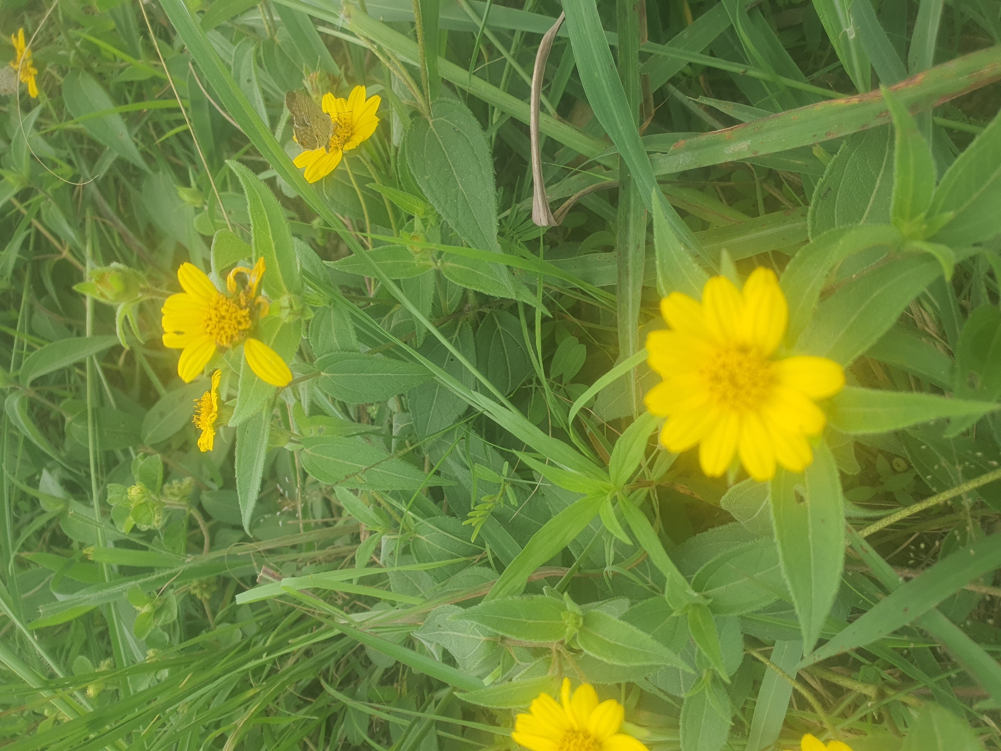 The image depicts a close-up view of a patch of vegetation in Jos, Nigeria, dominated by vibrant yellow flowers amidst lush green grass and leaves. The flowers appear to be a type of daisy or sunflower, with multiple petals radiating from a central disk. One flower in the foreground is in sharp focus, showcasing its intricate details. In the midground, another yellow flower is visible, with a small, light brown butterfly perched on its petals. Several other yellow flowers are scattered throughout the scene, some in focus and others blurred. The environment is natural and seemingly uncultivated, suggesting a garden or a field. The lighting is bright, indicating it was taken during the day, possibly under sunlight, though the sky is not visible. The overall impression is one of natural beauty and the presence of small wildlife.