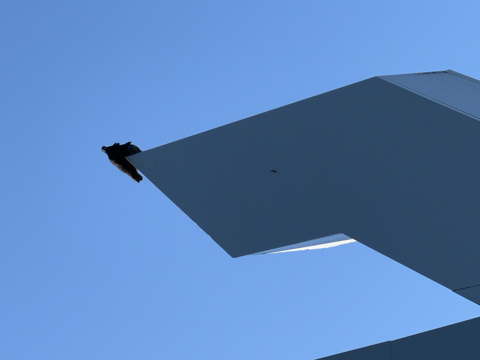 A single, dark-colored bird is perched atop a sharp, angular, dark gray structure against a clear, bright blue sky. The bird is facing to the right and appears to be a pigeon. The structure is geometric and has sharp edges, with one prominent triangular section extending upwards. The sky is featureless, indicating daylight. The location is specified as Plast univska, Russia.