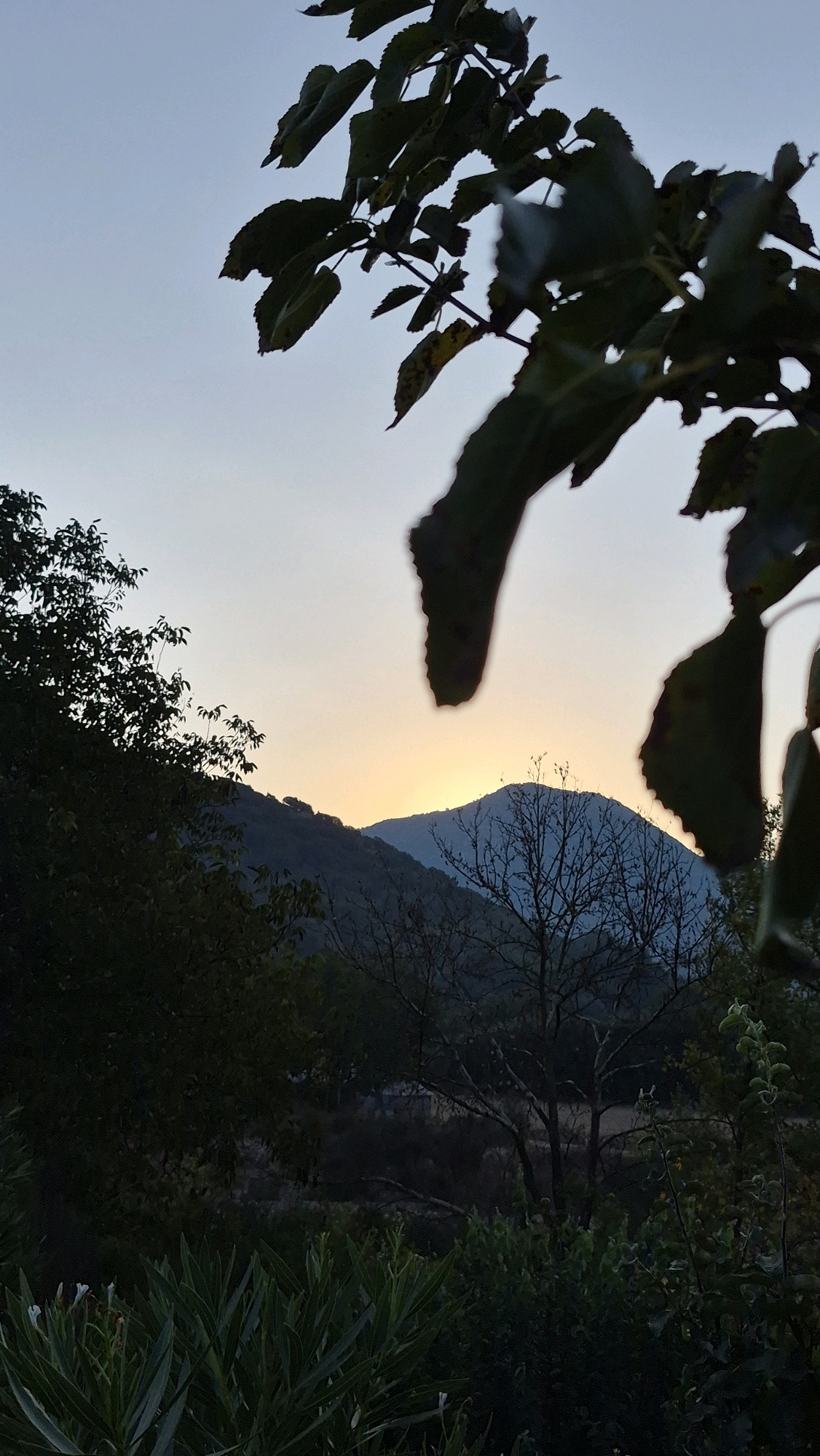 The image captures a serene landscape at dusk. In the foreground, dark green foliage and some plants with white flowers are visible, partially obscuring the view of the scene beyond. Silhouetted branches with leaves extend from the top of the frame, framing the sky. The sky transitions from a pale blue at the top to a soft gradient of yellow and orange near the horizon, indicating the setting sun. In the middle ground, rolling hills covered in dark green vegetation are depicted, with the silhouette of a bare-branched tree in front of the sunlit horizon. The background consists of the distant hills bathed in the soft light of the setting sun. The scene appears to be in a natural, outdoor environment, possibly a rural or mountainous area. There are no people or any man-made structures immediately apparent in the visible portion of the image.