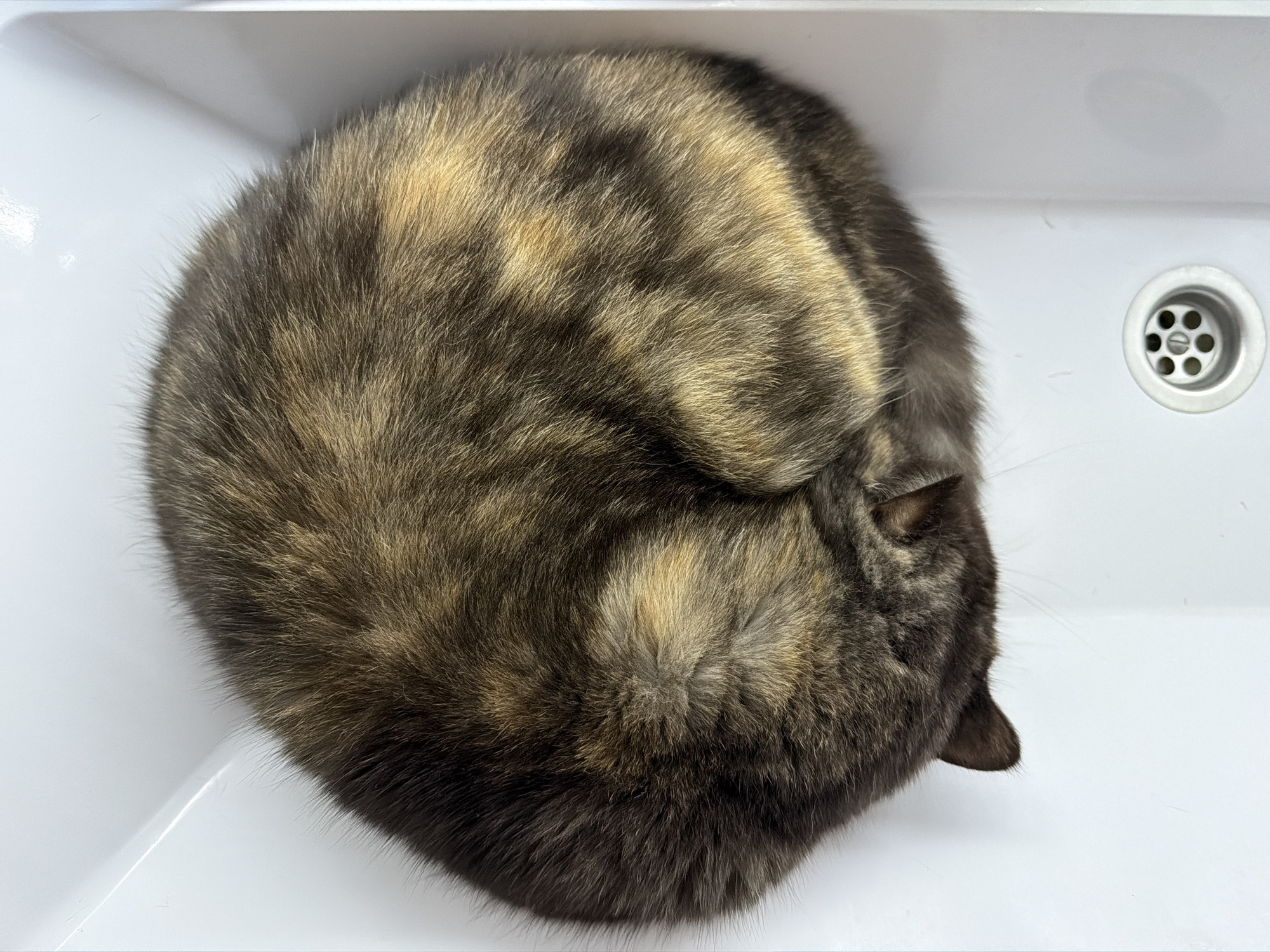 A tortoiseshell or calico cat is captured in a top-down view, curled tightly into a perfect ball within a white sink basin. The cat's fur is a mosaic of dark brown, black, and patches of lighter golden-brown or tan, creating a rich, mottled pattern across its body. Its head is tucked deeply into its body, with only one dark ear and a hint of its face visible on the right side of its curled form, suggesting a state of deep sleep or relaxation.
The white sink basin is clean and smooth, providing a stark contrast to the cat's variegated fur. In the upper right portion of the image, a standard metallic sink drain with circular perforations is clearly visible, set into the white ceramic. The lighting is bright and even, highlighting the texture of the cat's fur and the clean surfaces of the sink. The cat appears peaceful and comfortable, having found an unconventional, cozy spot for rest.
The cropped images offer closer examinations of the cat's fur, revealing the intricate details of its coloring and texture, and the distinct boundary where its fur meets the smooth white surface of the sink. There is no visible text in the image. While the location context is Chaikovsky, Russia, the image itself does not contain specific visual cues to denote this geographical location.