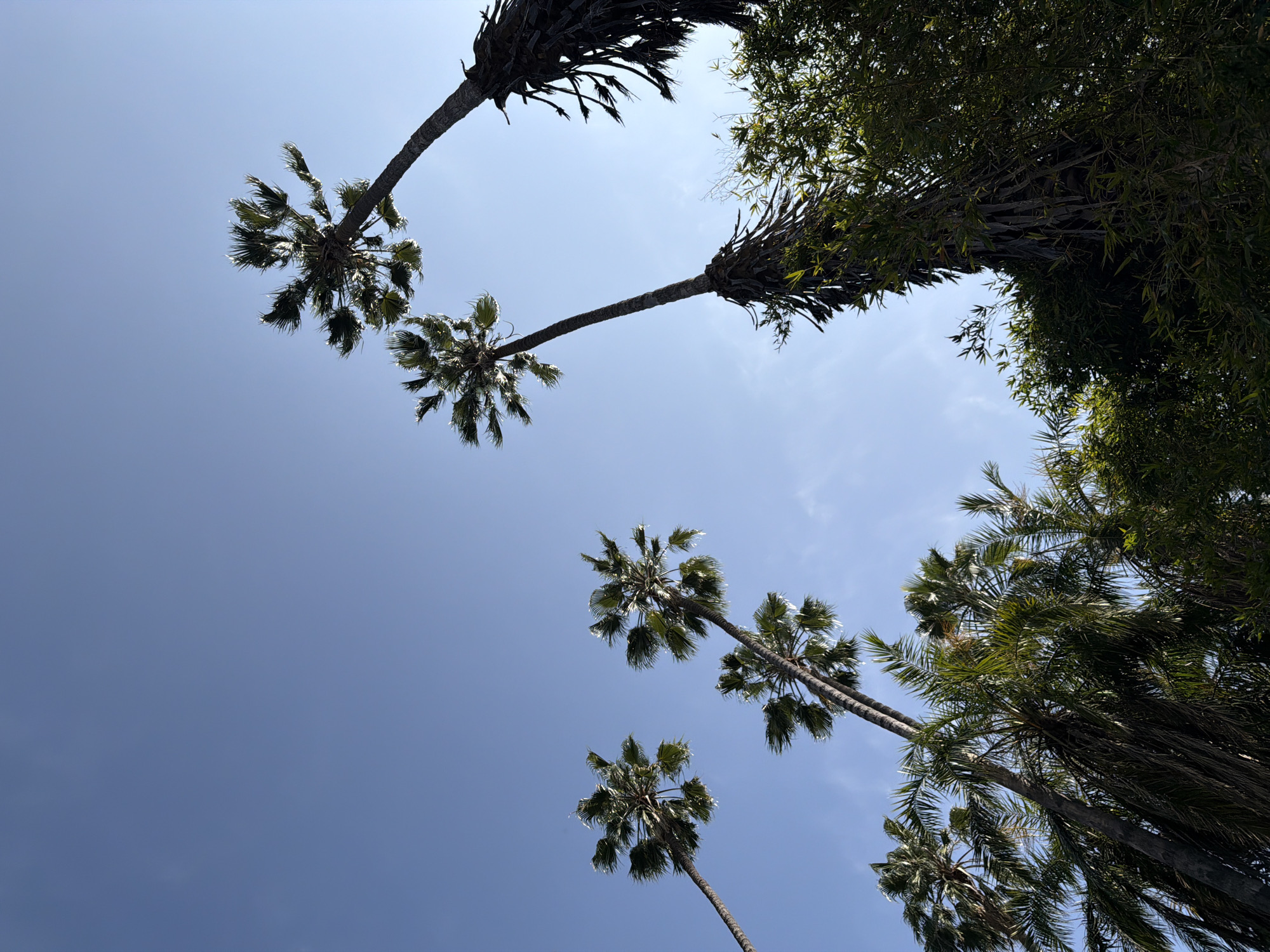 The image, taken from a low angle, features a collection of palm trees against a clear, light blue sky with slight cloud wisps. The palm trees vary in size and are positioned in a way that creates a somewhat circular framing effect. The image likely depicts an outdoor scene in Arcadia, United States of America, characterized by its tropical and sunny climate.
