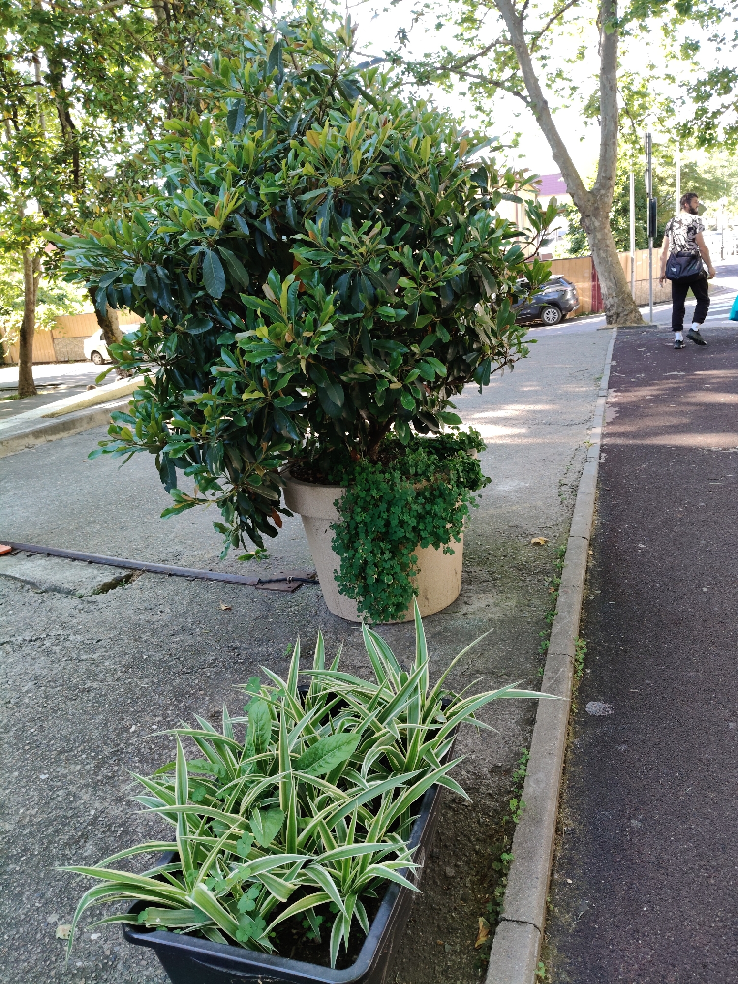 In Sochi, Russia, on a sunny day, the image captures an outdoor scene with a paved walkway and road. A large potted tree with dark green leaves stands on the walkway, partially obscuring a smaller potted plant with trailing green foliage. In the foreground, a rectangular black planter contains several spider plants with variegated green and white leaves, interspersed with small green clover-like plants. The walkway is made of grey concrete, with a narrow strip of grass and weeds growing along its edge before meeting the dark asphalt of the road. In the background, a person with dark hair and a beard is walking away from the camera on the right side of the walkway, carrying a black bag over their shoulder. They are wearing a dark t-shirt with a white graphic print and dark trousers. Trees with light-colored trunks and green foliage are visible further in the background, as well as a parked dark-colored car on the street. The overall scene suggests a well-maintained urban environment with greenery.