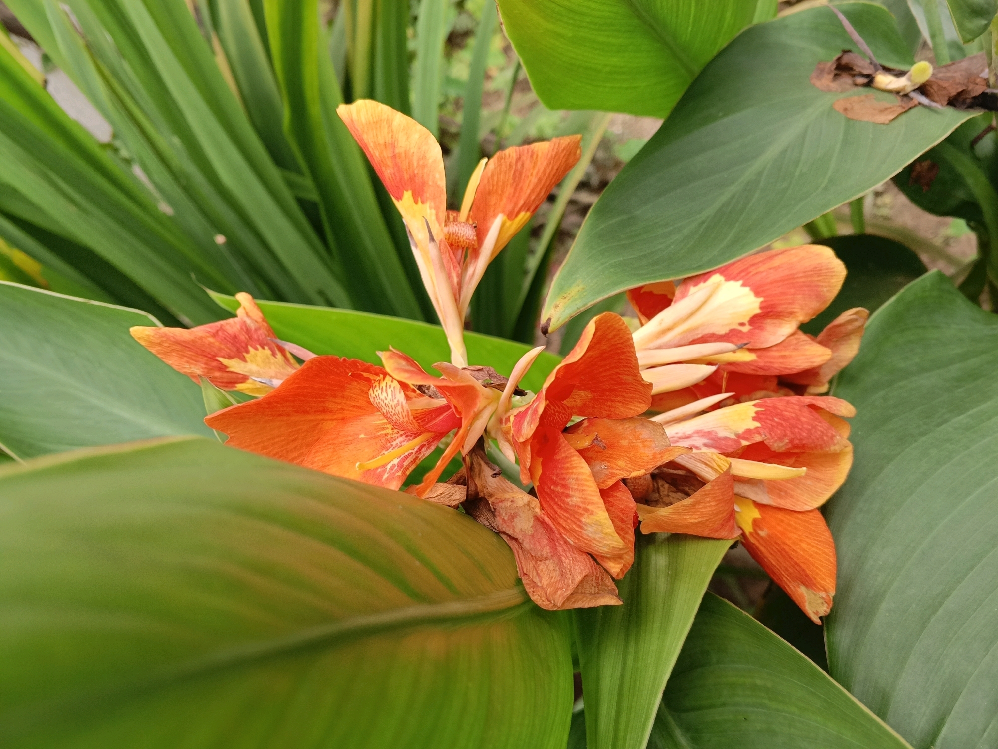 The image is a close-up shot of a cluster of vibrant orange and yellow flowers, likely Canna lilies, surrounded by large, green leaves. Some of the petals show hints of red and yellow. The flowers are in various stages of bloom, with some appearing fully open and others still in bud. There are also some dried brown leaves and stems visible among the blossoms. The background consists of more green foliage and what appears to be a slightly out-of-focus, sandy or earthy surface. The lighting suggests it is daytime, possibly with natural sunlight filtering through. The scene is set outdoors, likely in a garden or natural environment within the city of Sylhet, Bangladesh, given the typical flora found in the region. There are no people or animals visible in the image.