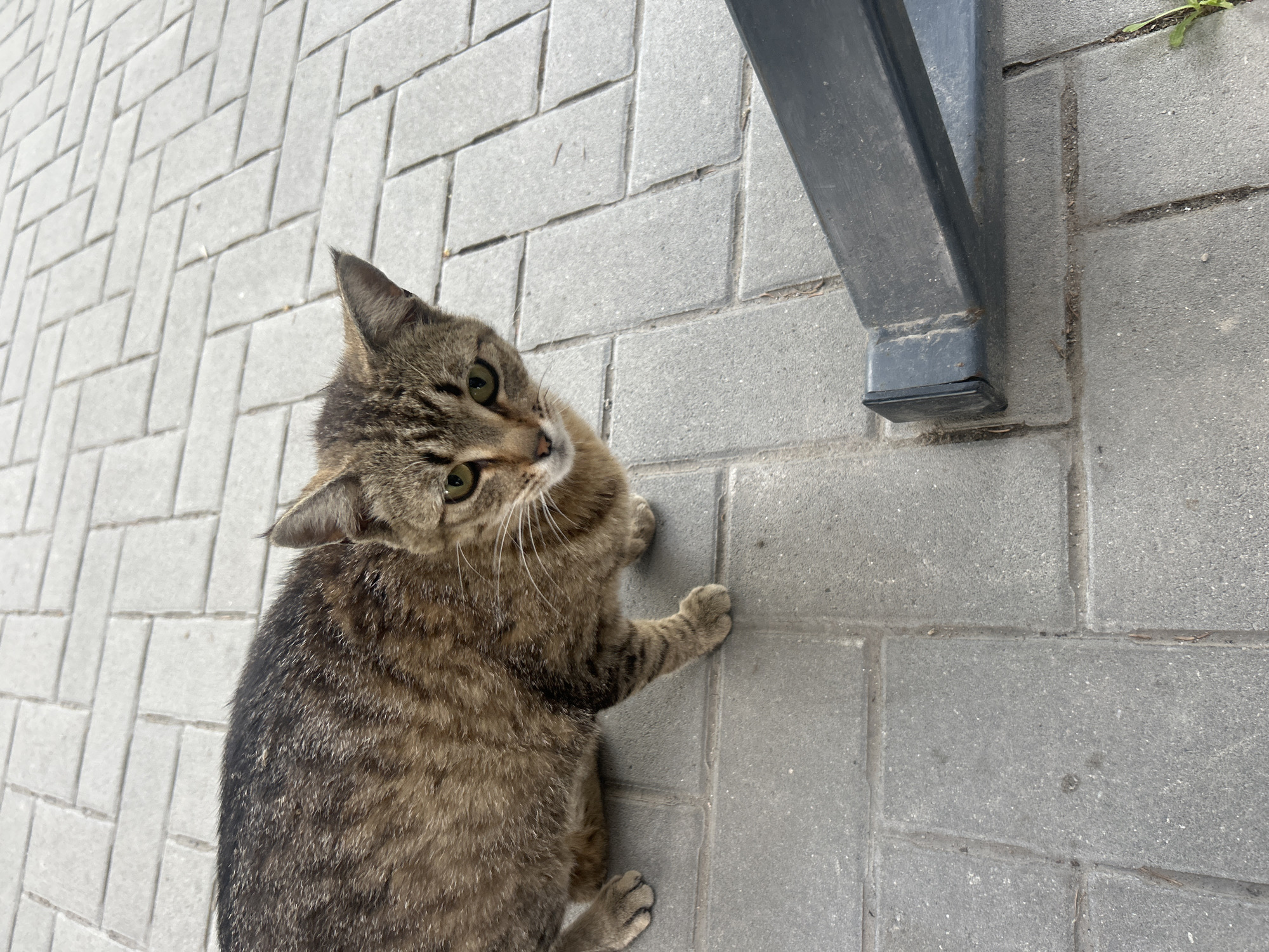 The image displays a medium-sized domestic cat on grey interlocking concrete pavers, viewed from a high-angle perspective. The cat, identified as a tabby, exhibits mottled brown, black, and tan fur with distinct stripes and patterns, particularly on its head, legs, and tail. It possesses prominent green eyes with slit pupils and numerous long, white whiskers emanating from its muzzle. The cat's head is turned directly towards the camera, while its body is oriented slightly to the left, suggesting it is either pausing mid-stride or observing the photographer. Its front paws are visible, and its fur appears short and somewhat coarse.
The ground surface consists of rectangular grey concrete pavers, laid in varying patterns, predominantly herringbone, with some sections appearing more linear. Visible debris, including small twigs and dirt, is present within the grout lines between the pavers. In the lower right foreground, a dark, angular metal object extends into the frame from the right. This object appears to be a structural component, possibly a leg or support beam, with a dark finish and a black plastic end cap. Slight wear and dirt are visible on the metal surface. The scene is outdoors under bright, even illumination, indicating daylight. No other subjects or structures are distinctly visible in the immediate background. The location is an unidentifiable outdoor paved area in the city of Unknown, Unknown.