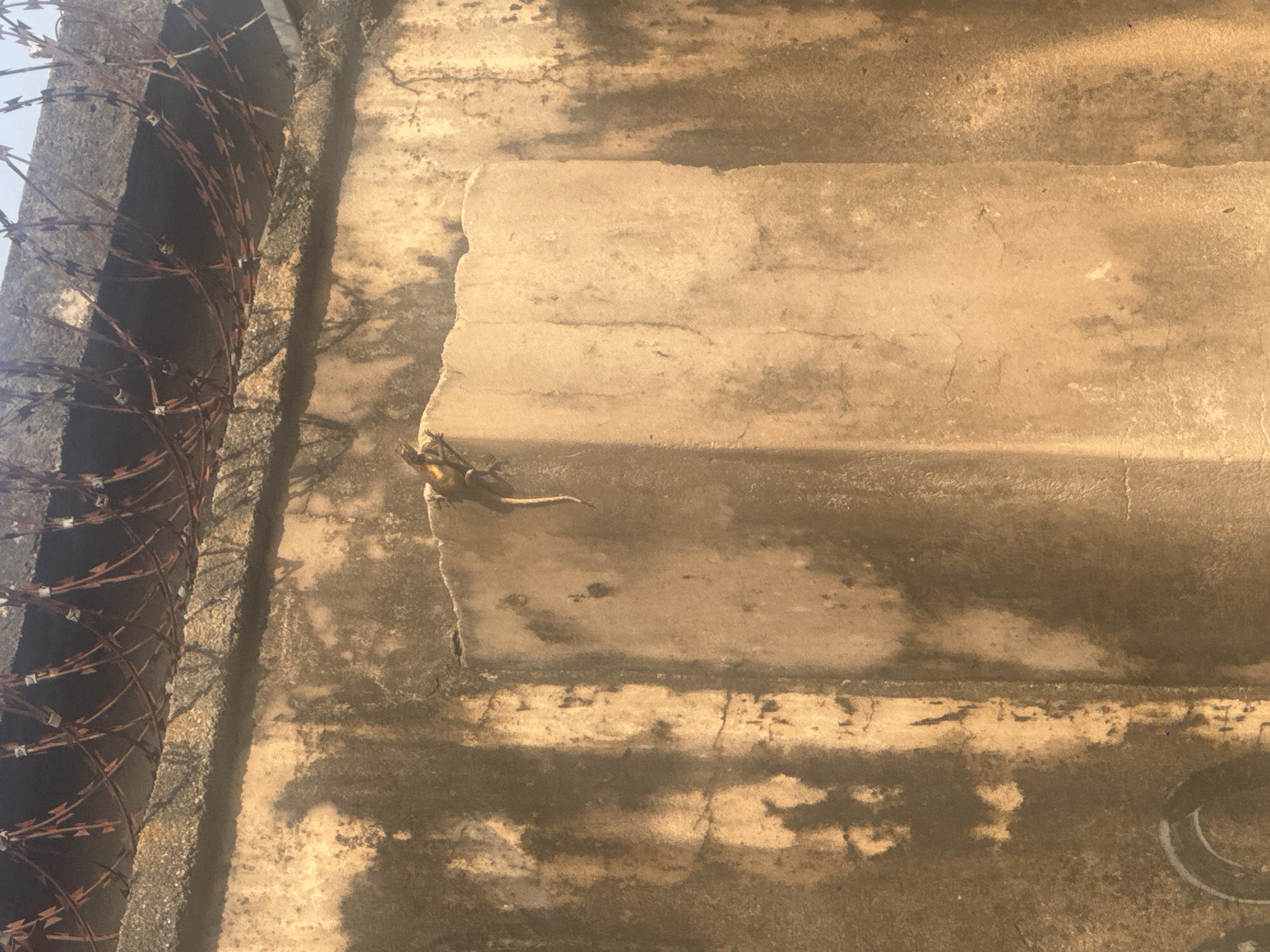 A gecko is perched on a concrete pillar. Above the pillar, barbed wire is visible. The concrete wall behind the pillar is stained and weathered. The scene appears to be outdoors during daylight.