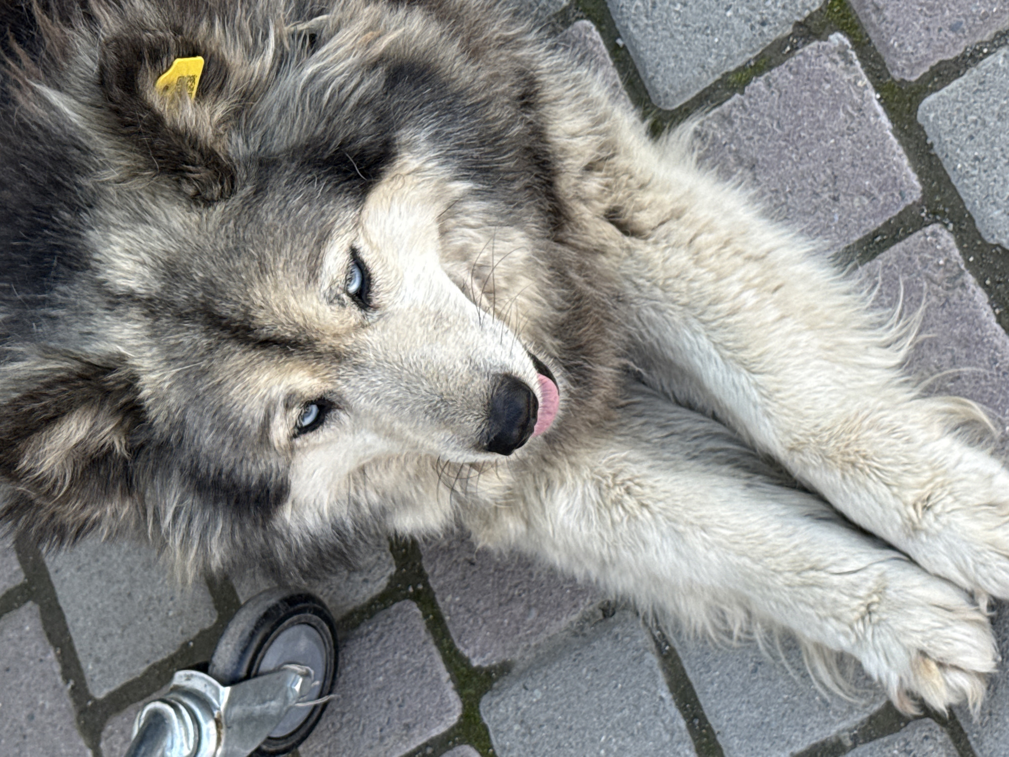 A husky-type dog with striking blue eyes lies on a paved walkway. The dog has thick, multi-colored fur and a pink tongue slightly protruding from its mouth. A yellow ear tag is visible on its right ear. To the left of the dog, a metal caster wheel with a black rubber tire is present. The ground is composed of grey interlocking paving stones with some moss or grass growing in the crevices. The scene appears to be outdoors, possibly in a public area. The provided context places this image in the city of Onguday, Russia.