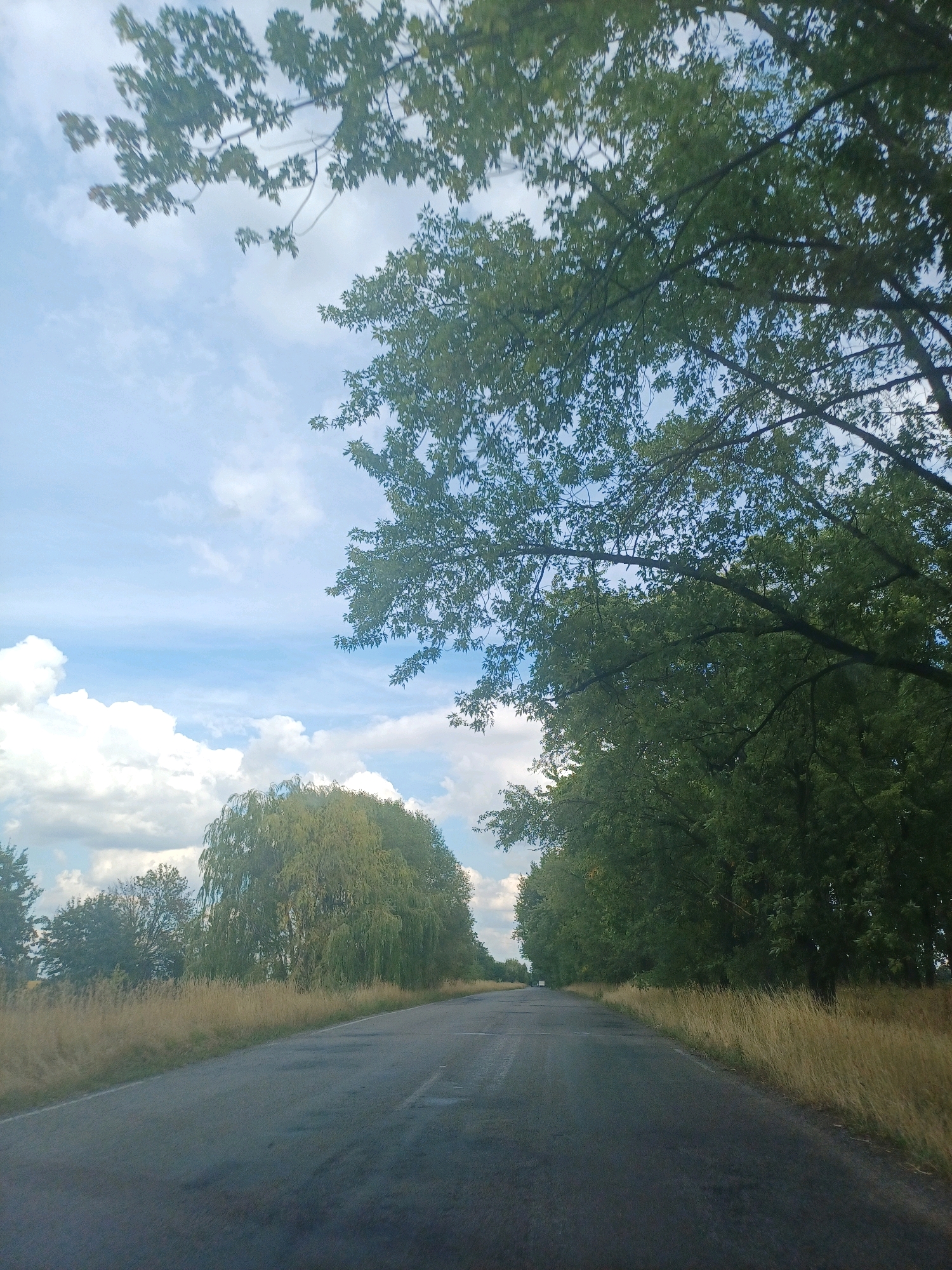 The image depicts a rural road in Baryshivka, Ukraine, on a partly cloudy day. A paved road runs through the center of the frame, with dry, tall grass lining its sides. On the left side of the road, there is a weeping willow tree and other deciduous trees. On the right side of the road, a dense line of dark green deciduous trees forms a canopy. The sky is blue with scattered white clouds, and some tree branches with green leaves are visible in the foreground, obscuring parts of the sky. The road appears to be in fair condition, with some visible patches and wear. No people or vehicles are present in the immediate scene.