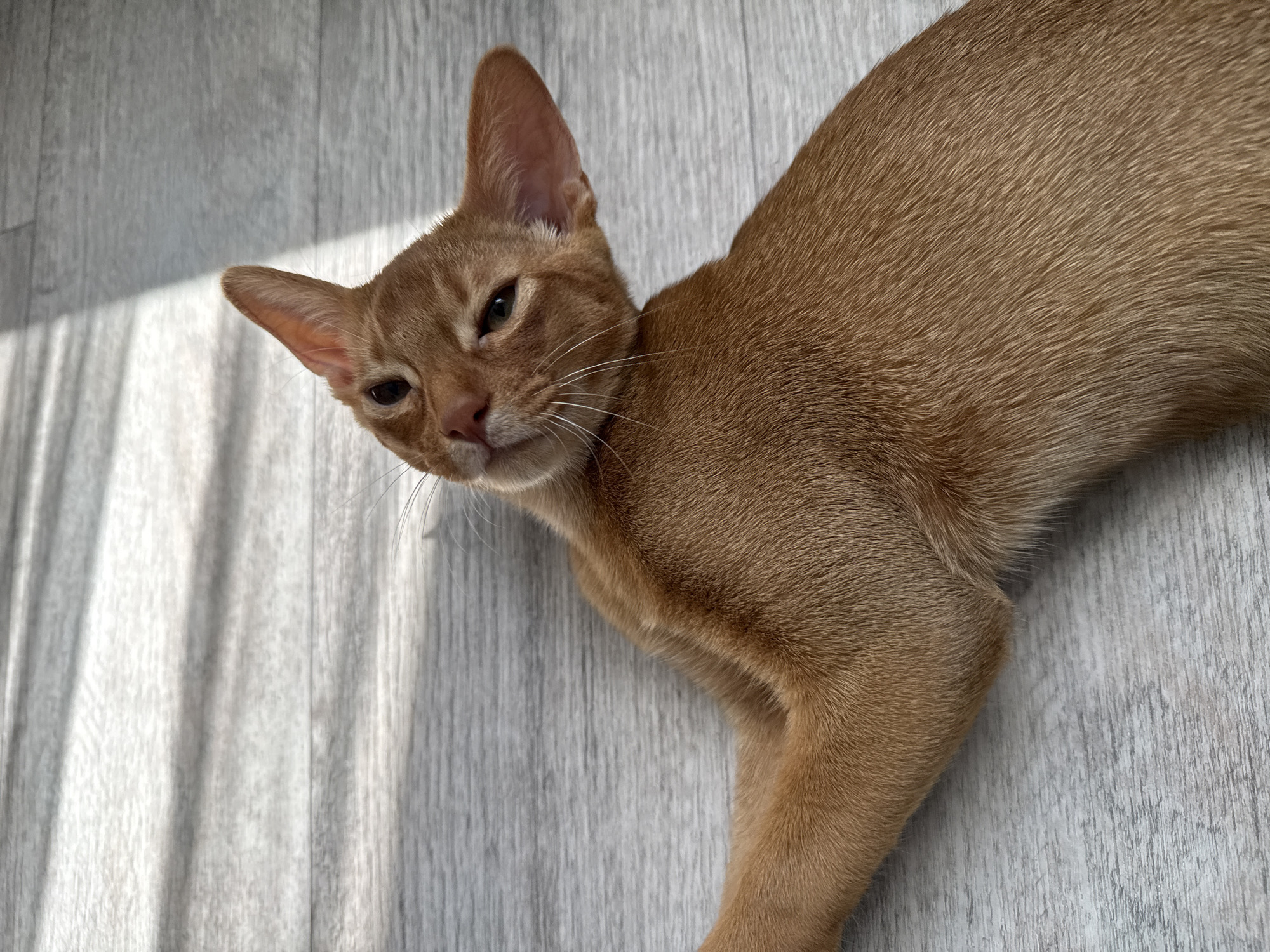 An auburn cat with large ears is lying on a light gray wooden floor. The cat is looking towards the camera with one eye slightly closed. Sunlight is casting striped shadows across the floor.