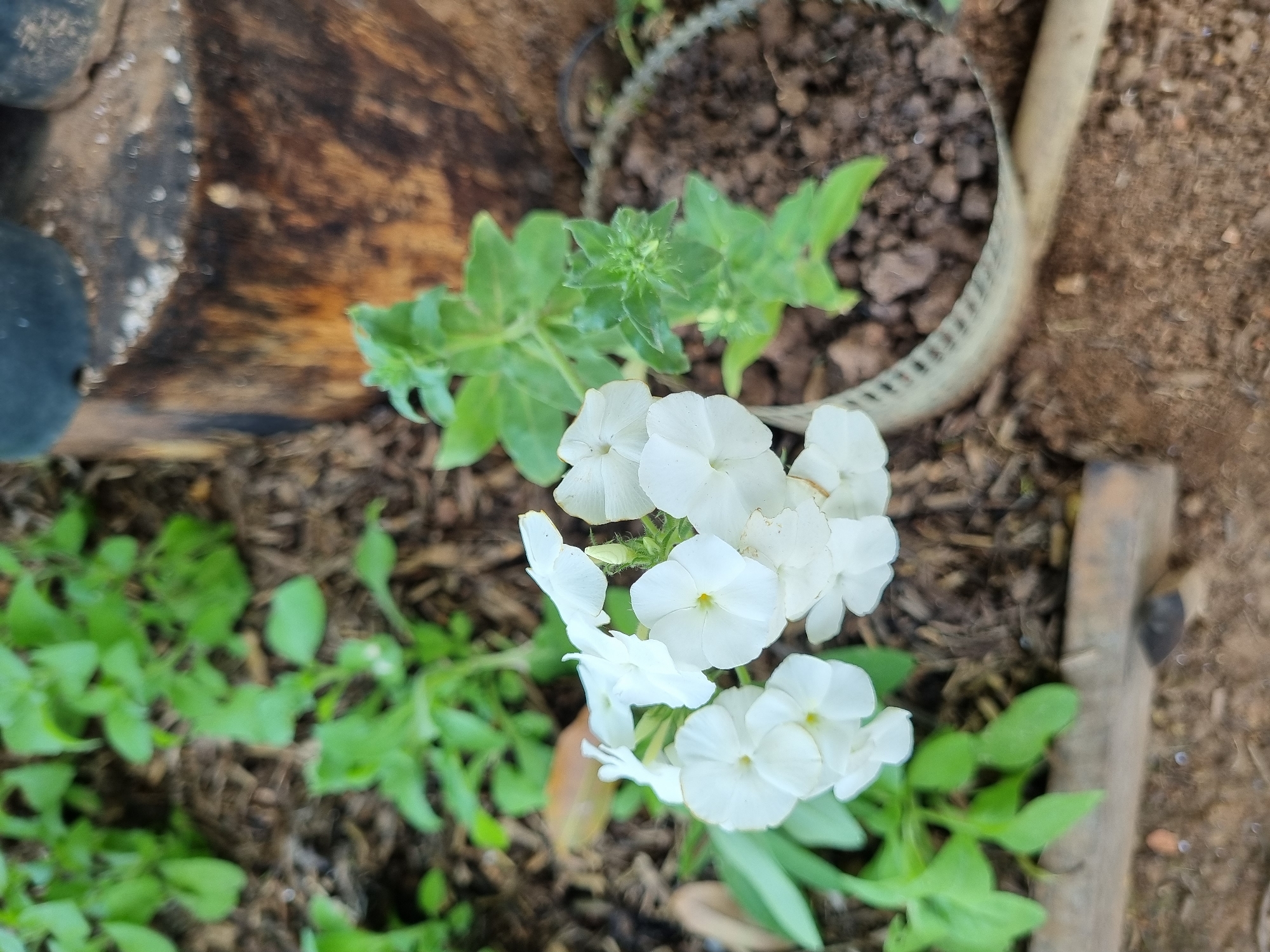 In Laranjal Paulista, Brazil, a close-up, slightly blurry, eye-level shot captures a cluster of delicate white flowers in what appears to be a garden setting. The flowers, with their distinct five-petal structure, are the main subject, positioned in the lower left quadrant of the image. Behind them, a plant with green leaves and developing buds is visible. The background consists of dark soil and mulch, suggesting a planted area. To the right, a portion of a weathered wooden stump is present, with two black circular objects, possibly pot bases, resting on top of it. A portion of a light-colored, textured pot or container is also visible in the lower right corner. The lighting appears to be natural daylight, with some areas in shadow. No people are present in the scene.