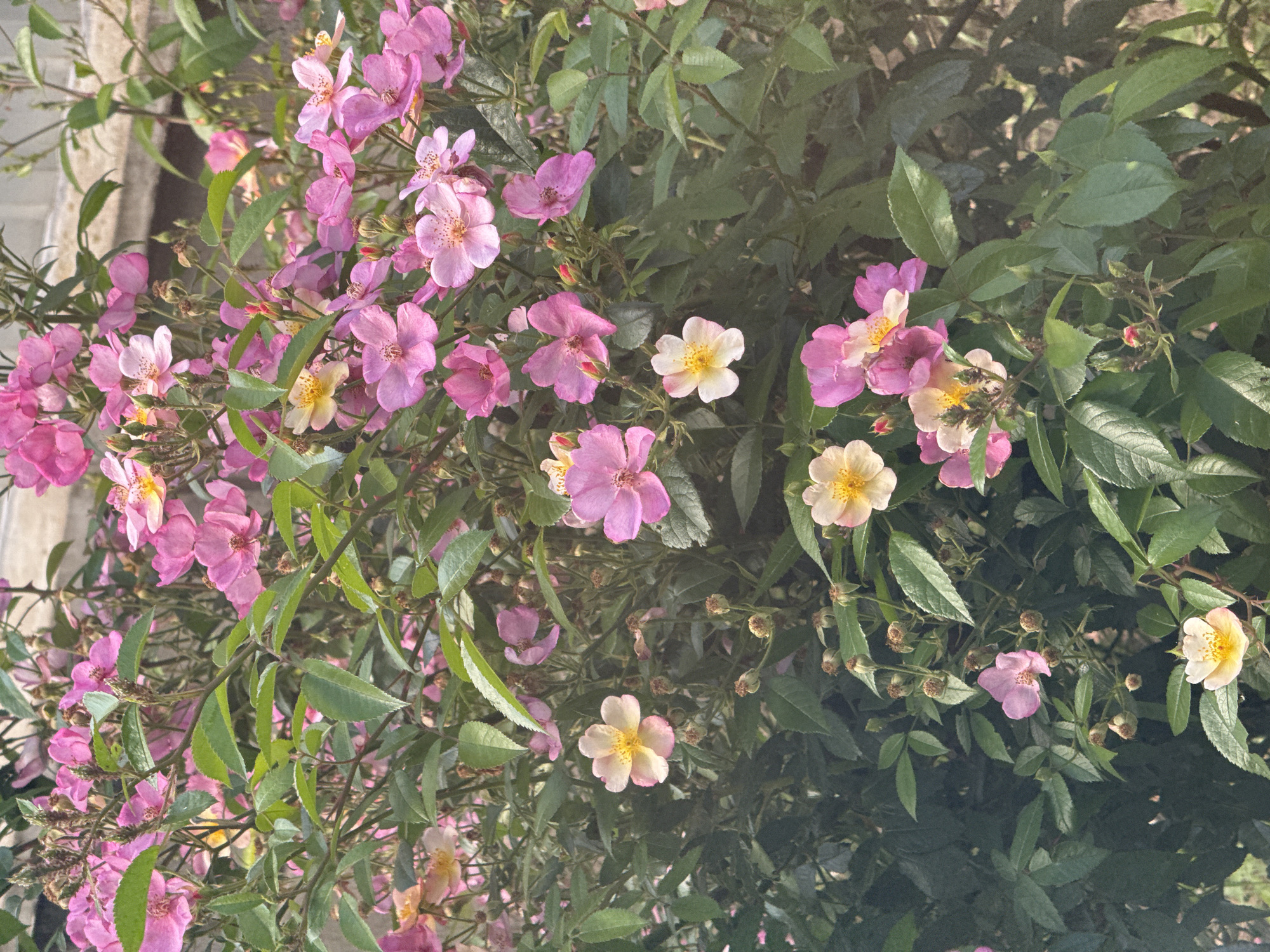 The image is a close-up, full-frame shot of a dense bush filled with numerous pink and some lighter, yellow-centered flowers. The flowers are small, delicate, and have multiple petals. Many of the flowers are in full bloom, while others are still buds or appear slightly wilted. Green leaves of various sizes are interspersed throughout the foliage, providing a contrast to the vibrant pink of the blossoms. The lighting suggests it is daytime, with the sunlight casting some shadows and highlighting certain petals. The background is a blur of green foliage and possibly some hints of a light-colored structure, suggesting an outdoor setting, likely a garden or park within a city.