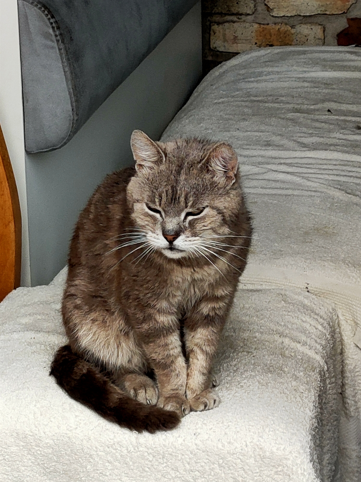 A medium shot photograph captures a tabby cat with closed eyes and a relaxed posture, sitting on a white textured fabric surface. The cat's fur is a mix of grey and brown stripes, and its tail is curled around its body. The background is blurred, but appears to include a grey upholstered surface on the left and a textured surface, possibly brick, on the upper right. The overall impression is of a domestic setting. The image does not provide specific clues about its location in Kremenchuk, Ukraine.