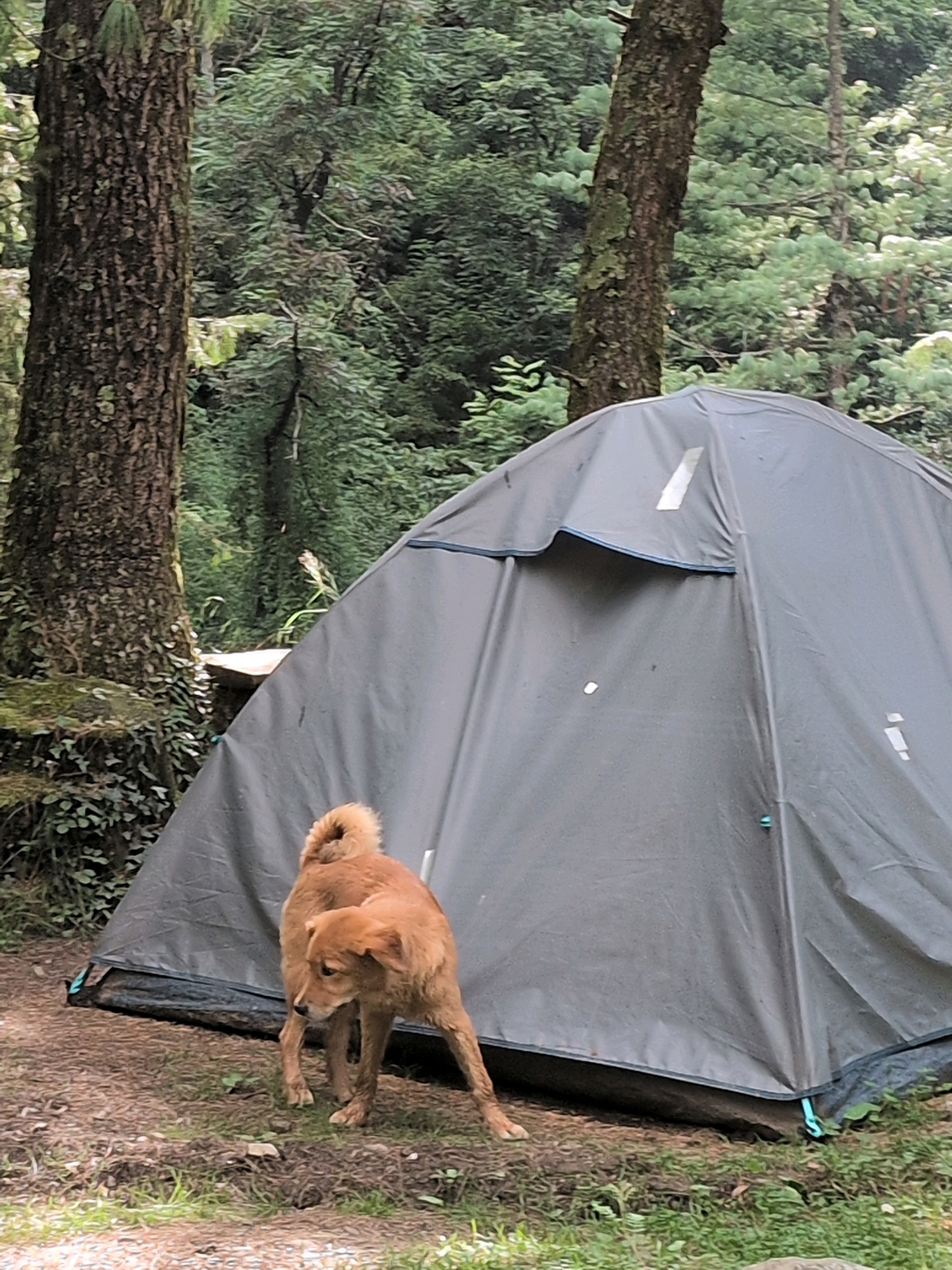 The image shows a medium-sized, light brown dog standing on the ground in front of a gray tent. The dog is facing to the left and looking downwards. The tent is set up in a wooded area with tall trees and dense foliage in the background. The ground is covered with dirt, grass, and fallen leaves. The lighting suggests it might be daytime, possibly overcast. The scene appears to be a campsite.