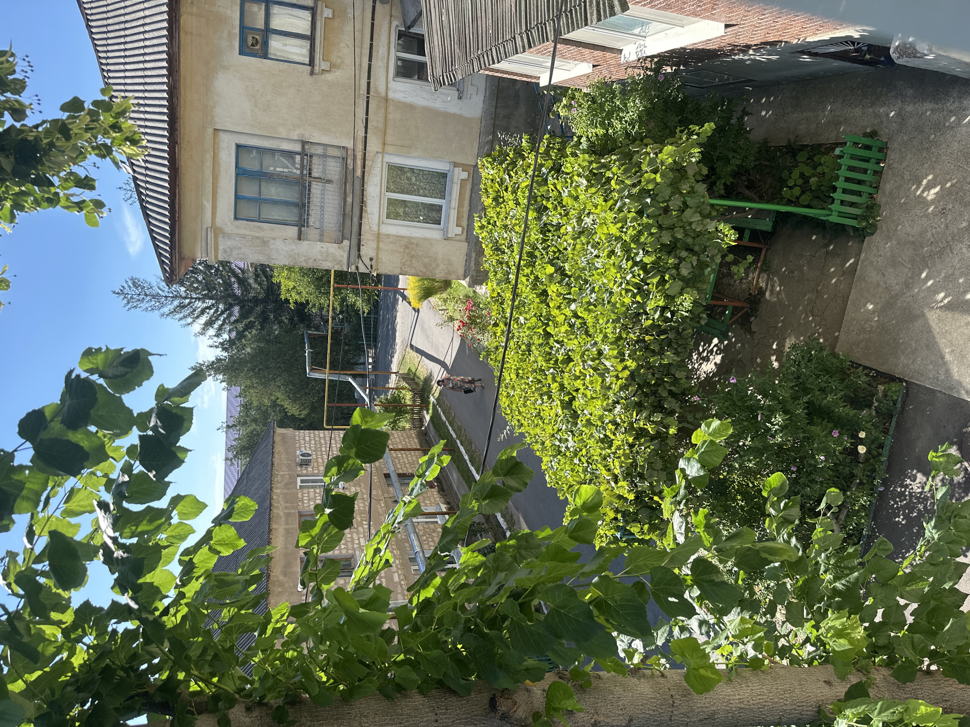 The image shows a residential area in Camenca, Moldova, on a sunny day. In the foreground, lush green foliage from a tree partially obscures the view. In the midground, a woman is walking along a paved path next to a building constructed from light-colored bricks. To the right, a cream-colored building with a tiled roof features several windows and a small balcony with a metal railing. A green metal fence and a wooden structure covered with vines are visible in the backyard. The background reveals more buildings, trees, and a clear blue sky.