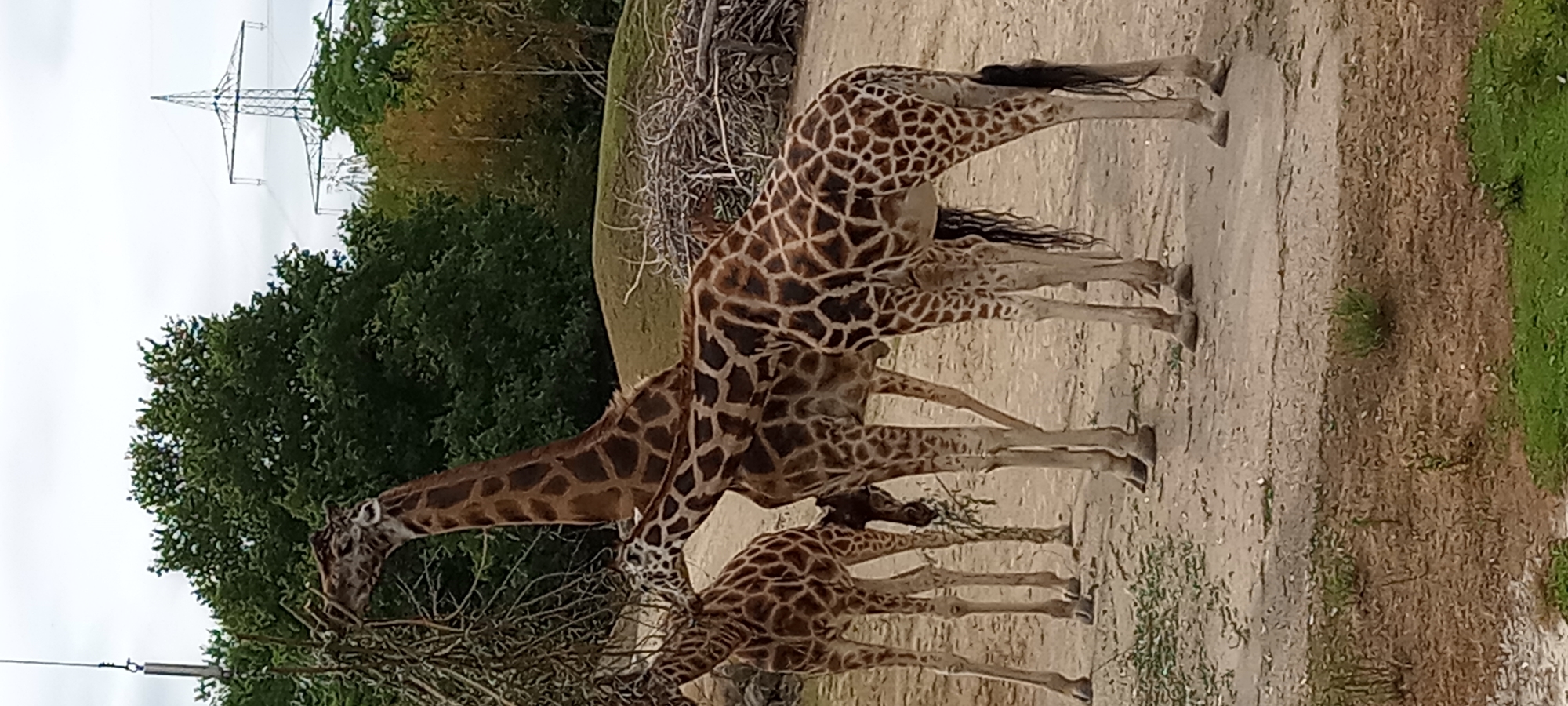 The image displays a group of three giraffes in an outdoor enclosure, possibly at a zoo or wildlife park. The giraffes are primarily brown with distinctive dark brown spots, characteristic of their species. Two of the giraffes are in the foreground, one of which is bending down to eat from branches that are hanging from above. The third giraffe is slightly behind and to the left of the other two, also appearing to be eating.
The environment consists of a sandy ground with patches of green vegetation. In the background, there is a dense green tree line, and beyond that, a large, grey metal electricity pylon is visible against a cloudy sky. There are also piles of dry branches and wood in the mid-ground.
While the image itself does not contain explicit markers of its location, if this scene is indeed in Gelsenkirchen, Germany, it is likely situated within the Gelsenkirchen Zoo (Wildpark Velsen) or another animal park in the vicinity. The presence of the electricity pylon suggests a location within a semi-urban or parkland area.