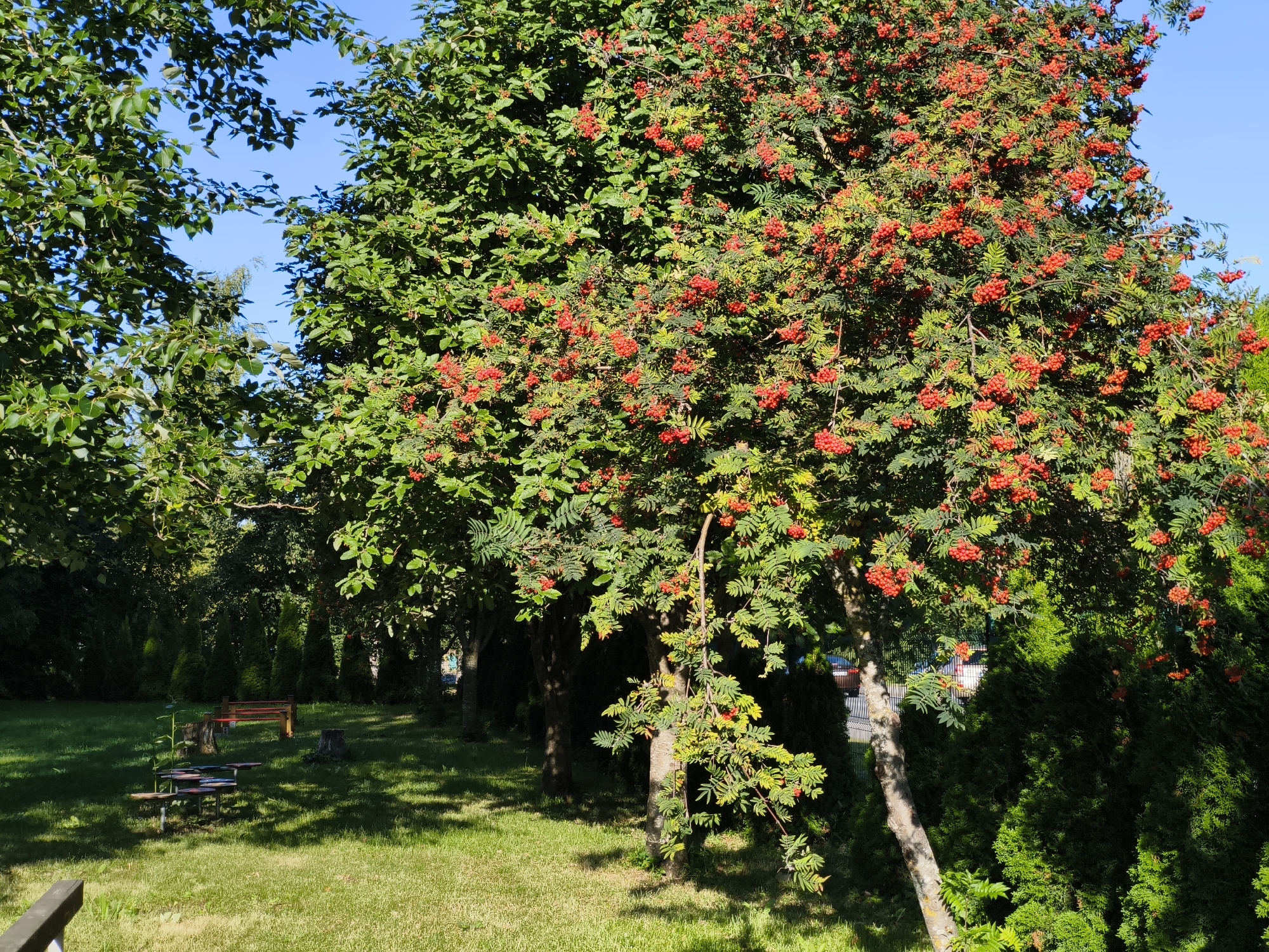 The image depicts a lush green park with a prominent rowan tree laden with bright red berries. The tree is in full bloom, with its branches reaching towards a clear blue sky. Sunlight dapples through the leaves, casting intricate shadows on the well-manicured lawn. In the background, several evergreen trees stand tall, creating a natural barrier. A wooden bench and a picnic table are visible on the grass, suggesting a recreational area. The overall scene is tranquil and serene, evoking a sense of natural beauty and peacefulness. The image could be located in Tallinn, Estonia, known for its picturesque parks and abundant natural landscapes.