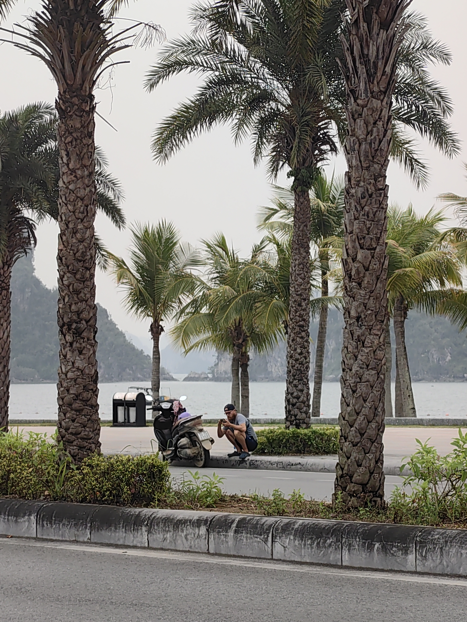 The image depicts a coastal scene in Ha Long Ward, Vietnam. In the foreground is a gray asphalt road bordering a raised concrete curb. Beyond the curb, a row of trimmed green bushes separates the road from a pedestrian area. Palm trees of varying sizes are scattered throughout the area. A man wearing a black cap and gray shirt squats near a parked scooter, appearing to be using a mobile phone. A double waste receptacle is positioned near the scooter. The background features a calm body of water with islands rising from the sea under an overcast sky.