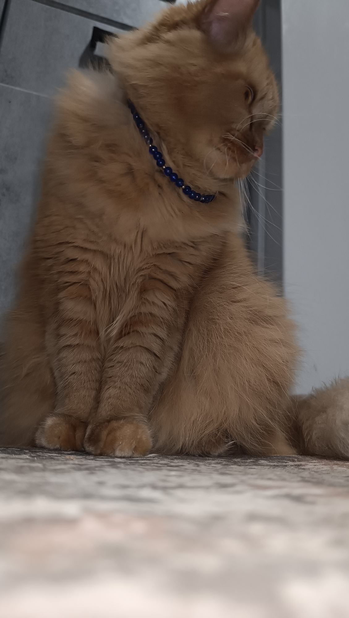 An orange-furred cat with a fluffy tail sits on a patterned floor. The cat is wearing a blue beaded necklace. The background is blurred and appears to be indoors, with hints of gray and white surfaces. There is no identifiable location within the city of Chaikovsky, Russia.