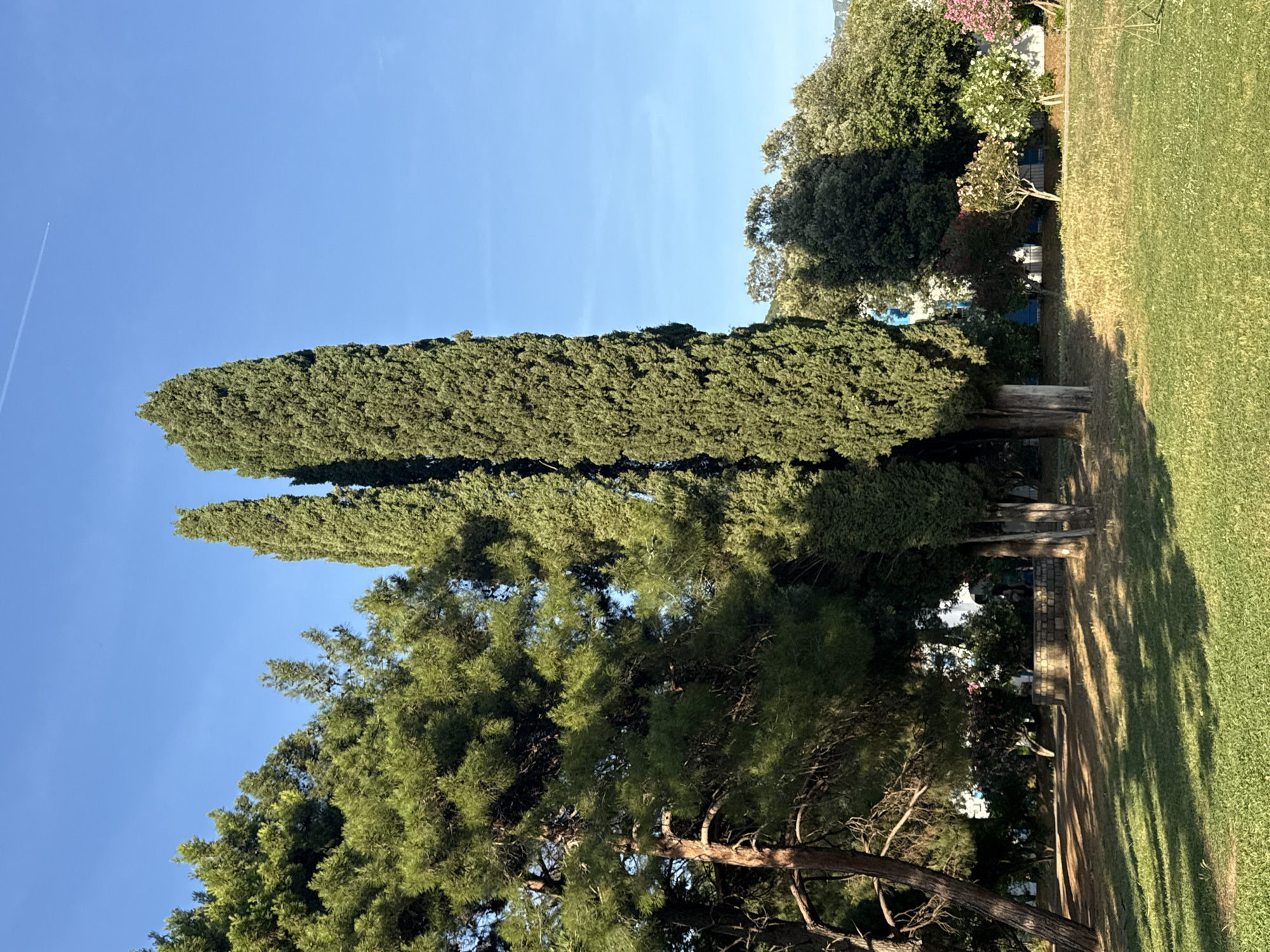 This image captures a tranquil outdoor scene, likely a park or garden in Budva, Montenegro, under a clear blue sky. The upper portion of the frame is dominated by an expansive, unblemished blue sky, featuring a single, faint white contrail stretching horizontally across the upper left.
In the mid-ground, two distinct, very tall, and slender cypress-like trees stand vertically, their dense, dark green foliage reaching high. A large, mature pine tree with rugged branches and rich green needles occupies the foreground and mid-left, partially obscuring the view of the background.
To the right, the ground is covered in a vast expanse of lush green grass, with some patches appearing drier and lighter in color. Elongated, well-defined shadows from unseen objects or trees are cast across the grassy area, indicating strong, direct sunlight, suggesting the time of day is late morning or early afternoon.
Further back, behind the primary trees, a variety of other trees and shrubs are visible, including some with vibrant pink and white blossoms, adding touches of color to the verdant landscape. Partially visible through the foliage in the background are glimpses of small structures, including one with a distinct blue section, possibly a roof or building facade. A low, stone-like wall or raised bed is also present in the mid-ground, to the right of the cypress trees. A small, light-colored wooden post or stump is also visible near the base of the cypress trees.
The weather is clear and sunny, contributing to the peaceful and serene atmosphere of the natural setting. No people or discernible text are present in the image.