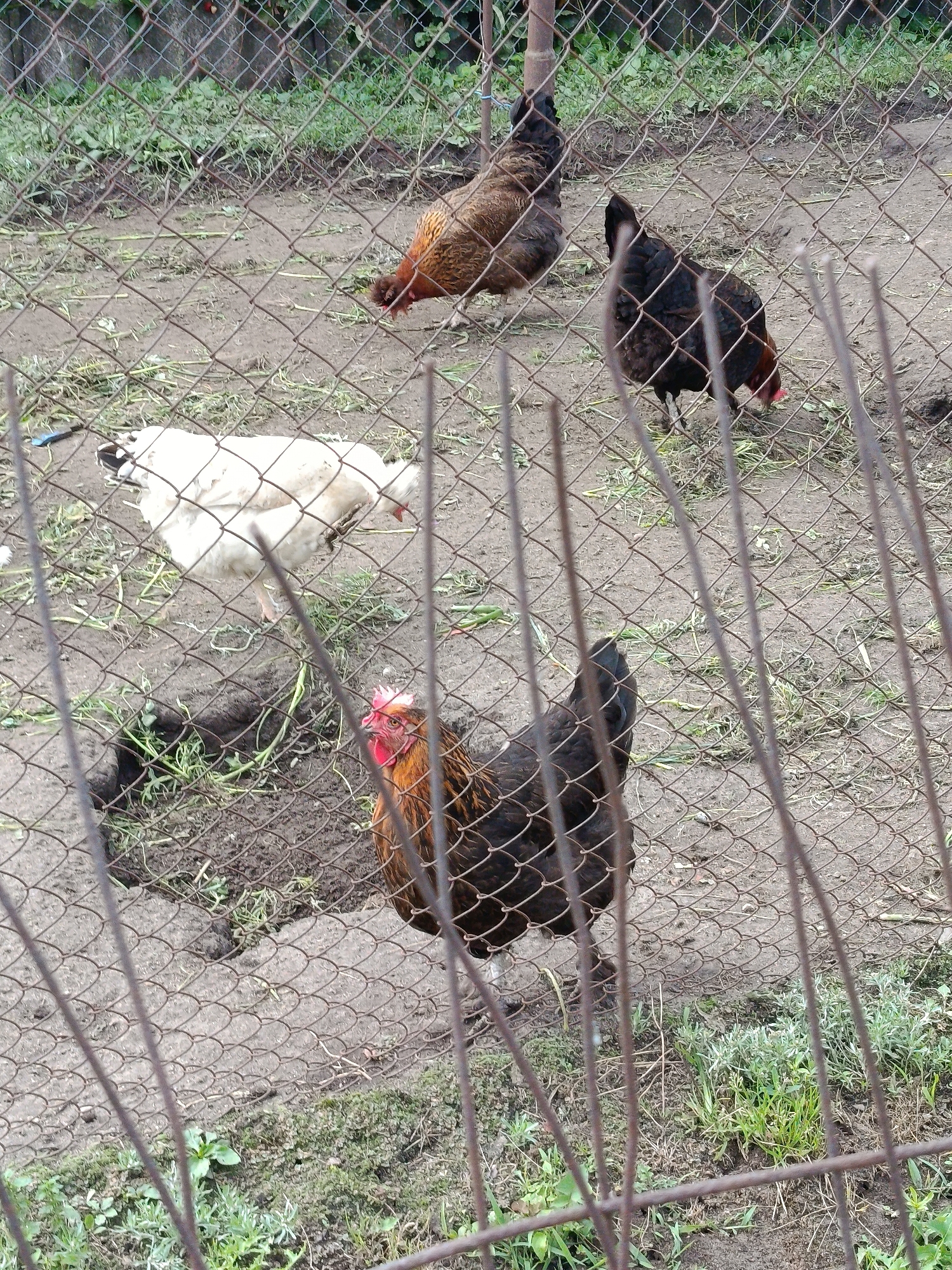 Four chickens are visible in an outdoor enclosure with a chain-link fence in the foreground. One brown and black chicken is pecking at the ground on the left. To its right, a white chicken stands facing left. Further back, a brown chicken with black markings is pecking at the ground. Behind it, a black chicken is also visible. The ground appears to be dirt and sparse grass. In the background, a wooden fence and some vegetation are present. The overall scene suggests a rural or backyard setting. The image was taken in or around Смілавіцкі сельскі Савет, Belarus.