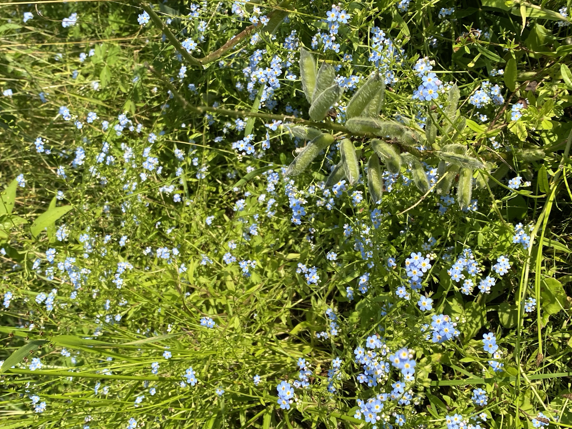 The image is a close-up, high-angle shot of a dense patch of wild vegetation, likely in a meadow or overgrown area, located in Krasnaya Gorka, Russia. The dominant elements are numerous small, light blue flowers, consistent with forget-me-nots (Myosotis), interspersed with vibrant green grass and other foliage. The flowers are clustered in small groups and scattered throughout the scene. In the center-right of the image, a plant with fuzzy, elongated seed pods stands out against the backdrop of flowers and leaves. The lighting suggests it is daytime, with sunlight illuminating the greenery and creating some shadows. No people or animals are visible in the frame. The overall impression is one of natural growth and a wild, uncultivated landscape.