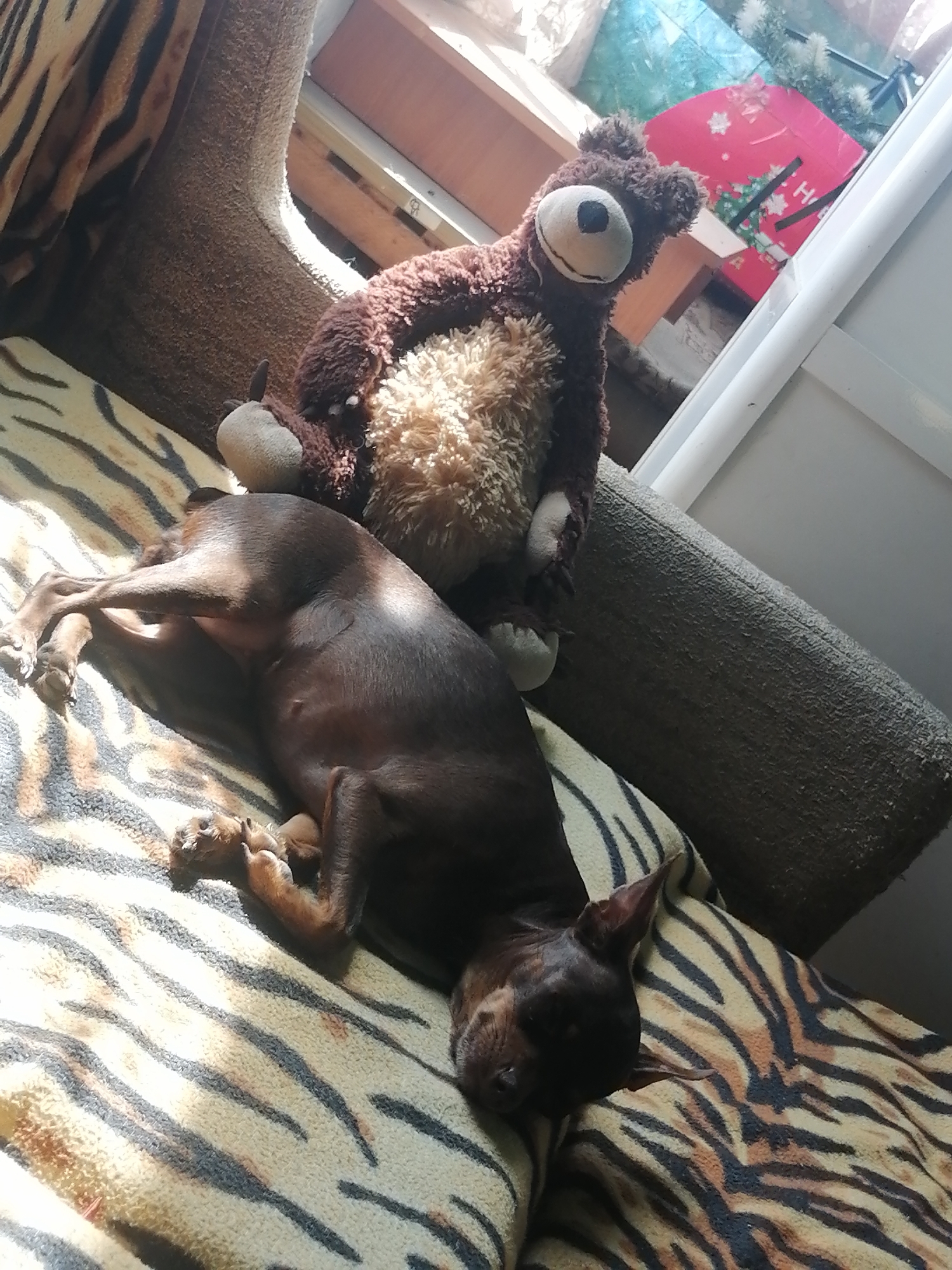 The image depicts a brown dog sleeping on a tiger-striped blanket. Next to the dog is a stuffed bear. The scene is lit by sunlight streaming in from a window, casting shadows. The background shows parts of a room with wooden furniture and a red gift bag. There is no identifiable information to place this scene in Novopokrovka, Russia.