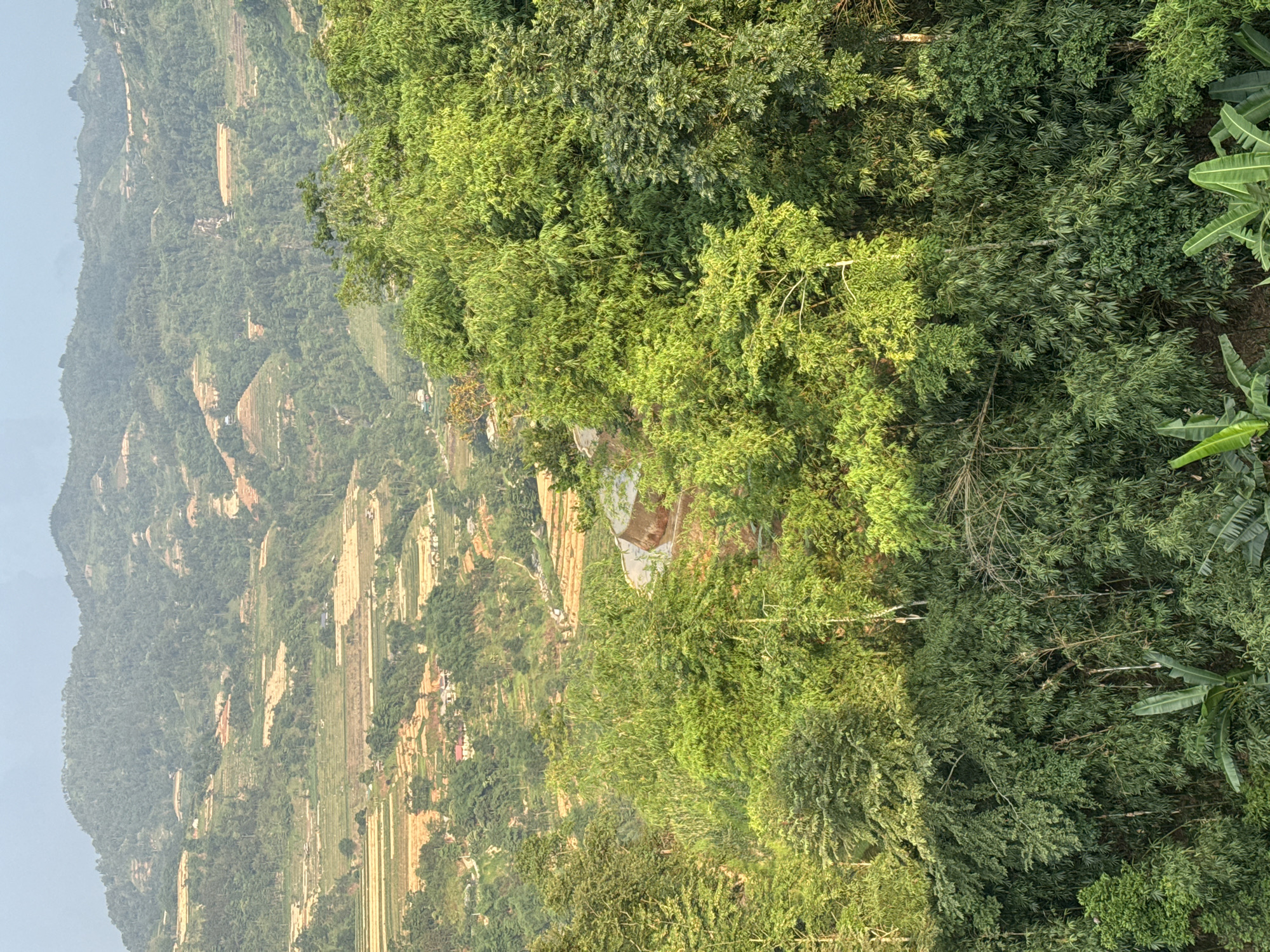 The image depicts a landscape scene in Pờ Ly Ngài Commune, Vietnam. A hillside with terraced fields dominates the left side of the frame. The fields appear agricultural, with varying shades of green and brown, suggesting different crops or stages of growth. Scattered structures, potentially dwellings or agricultural buildings, are visible on the hillside. A dense collection of green foliage occupies the right side of the image, composed of various trees and plants including bamboo and banana trees. The scene conveys a rural, agricultural setting within a mountainous or hilly region. The sky is hazy or overcast, creating a muted effect on the scene.