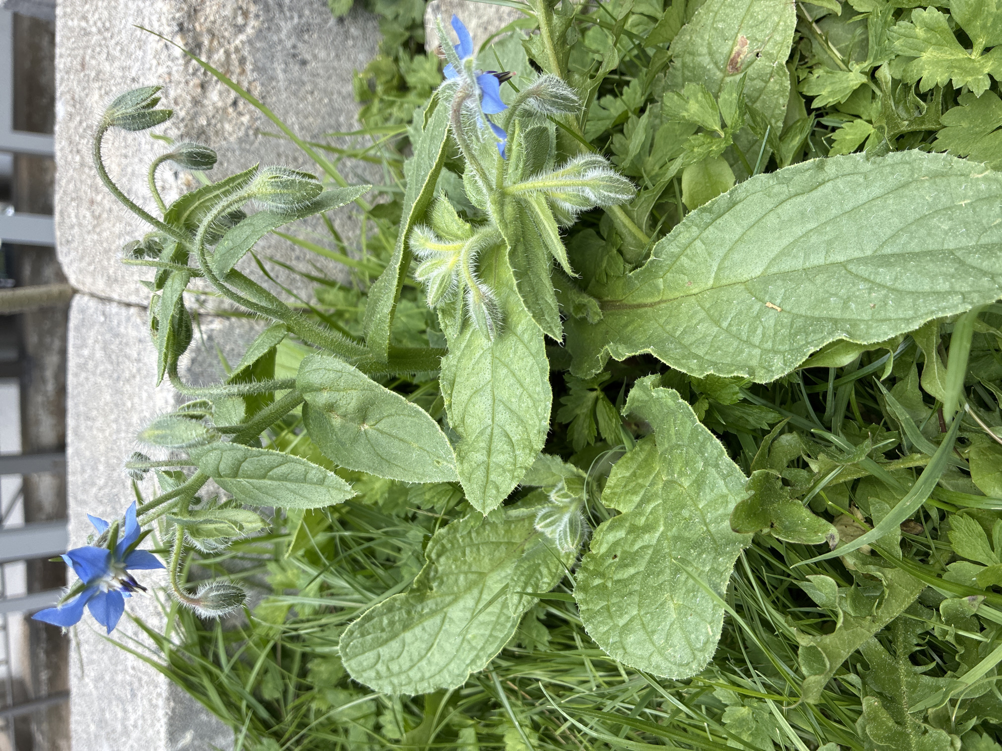 A close-up, eye-level shot shows a plant with fuzzy green stems and large, oval leaves. Two bright blue, star-shaped flowers with dark centers are visible, along with several green, fuzzy buds. The plant is growing amongst green grass and other low-lying plants. In the background, out of focus, are rough-textured concrete blocks and what appears to be a portion of a light-colored metal fence. This scene was captured in Bad Hersfeld, Germany.