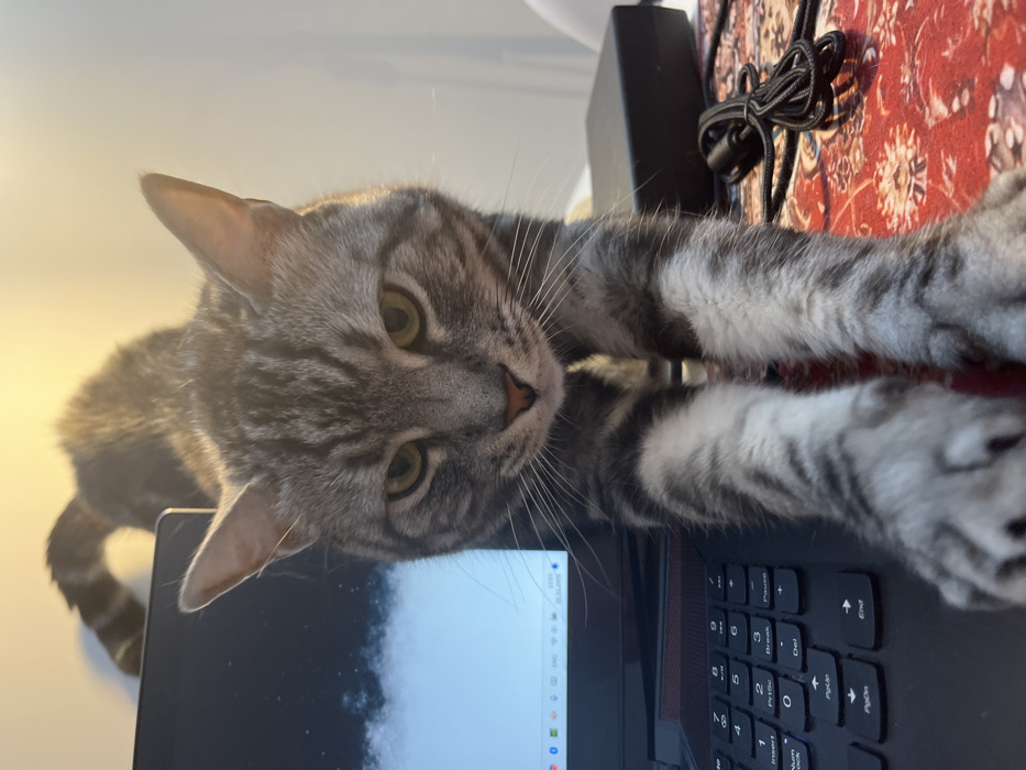 A tabby cat lies on a laptop keyboard with its paws outstretched. The laptop screen reflects the sky, creating a bright glow. The cat has gray and white stripes and yellow eyes. Behind the cat and the laptop, there is a power adapter with cords and a patterned rug. The image is taken at an angle, so the viewer looks up at the cat.
