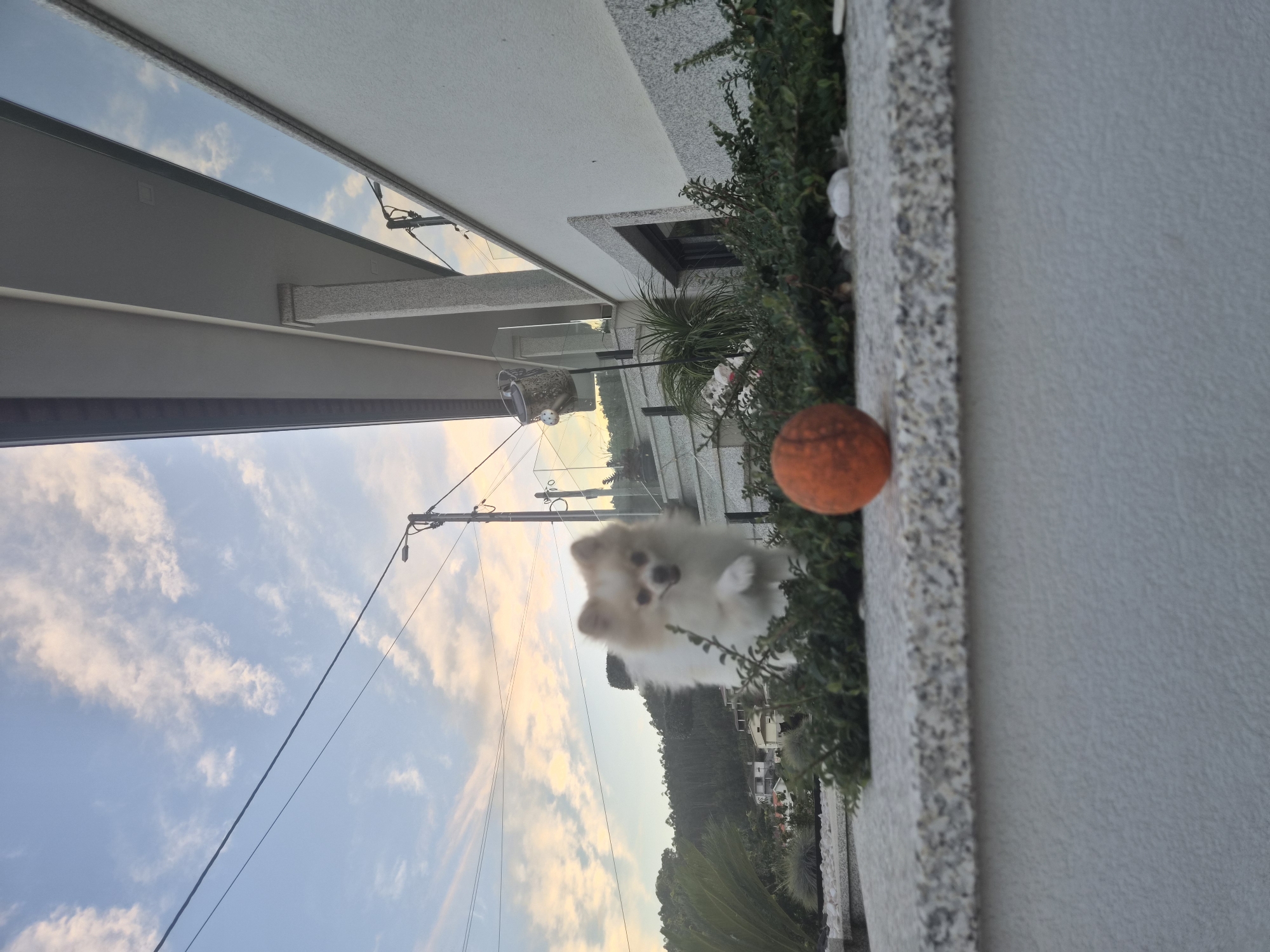A slightly low-angle, wide shot captures a fluffy Pomeranian dog with cream and white fur standing among green bushes. The dog is looking towards the camera with its mouth slightly open and one paw raised. In the foreground, an orange ball rests on a textured stone wall. Behind the dog, a modern white house with a grey stone base and balcony railings is visible. The background shows a landscape of green hills dotted with houses and trees, under a sky with soft pink and blue clouds. Power lines and a street lamp are also present. The scene appears to be a residential area in the city of Barcelos, Portugal, likely during the late afternoon or early evening, given the lighting.