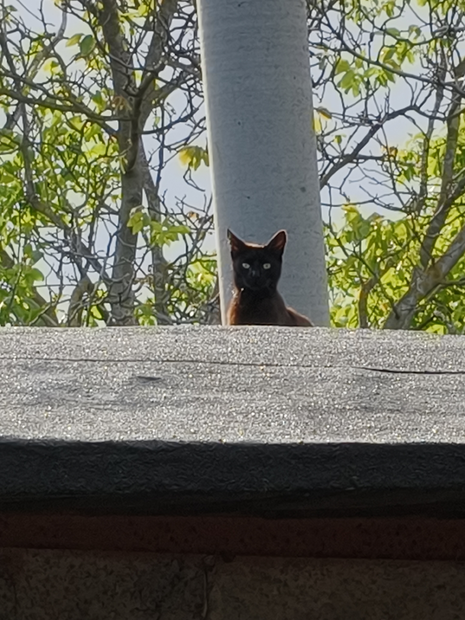 A brown cat with green eyes sits on a gray roof. Behind the cat is a gray pole and trees with green leaves. The location appears to be an urban area. The specific location in Kryvyi Rih, Ukraine is not discernible from the image.