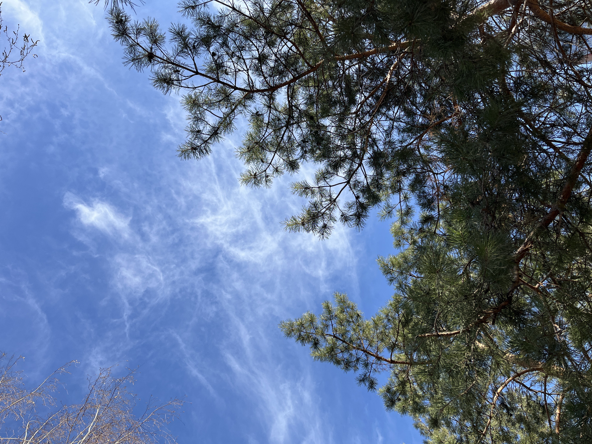 The image shows a view of the sky framed by tree branches. The sky is blue with wispy, streaky clouds. The tree branches are primarily pine, with needles and cones visible. In the lower left corner, there are also branches from a different, bare tree. The photograph appears to be taken from a low angle, looking upwards. Considering the prompt including the city Krasnoyarsk, Russia, it is plausible the location is within a park or forested area in or near the city. However, without additional information, determining the precise location remains speculative.