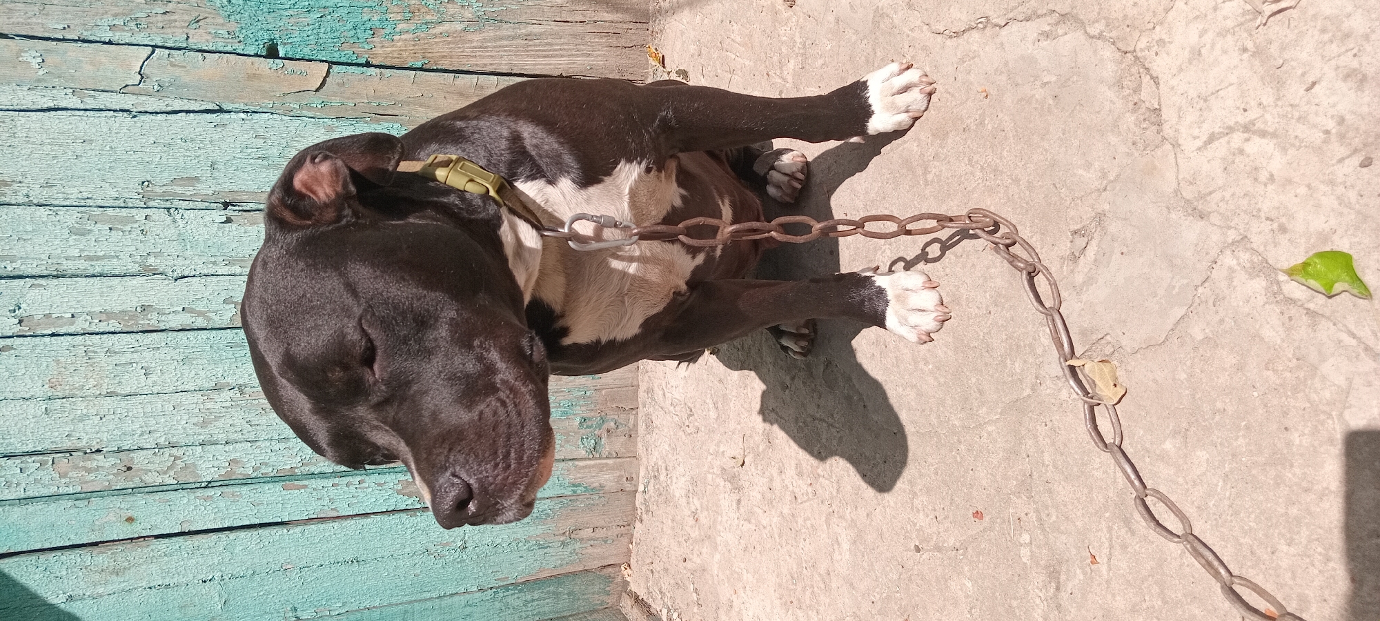 A medium shot shows a dark brown and white American Staffordshire Terrier sitting on a concrete surface. The dog is facing left with its eyes closed, and its ears are perked up. It has a metal chain collar with a silver carabiner clip around its neck. A thick, rusted metal chain is attached to the collar and extends to the left side of the frame. The dog is sitting in front of a weathered wooden fence with peeling teal paint. The background is the fence, and the foreground is the concrete ground, which has a shadow of the dog cast on it. There are a few scattered leaves on the ground. The scene appears to be outdoors in daylight.