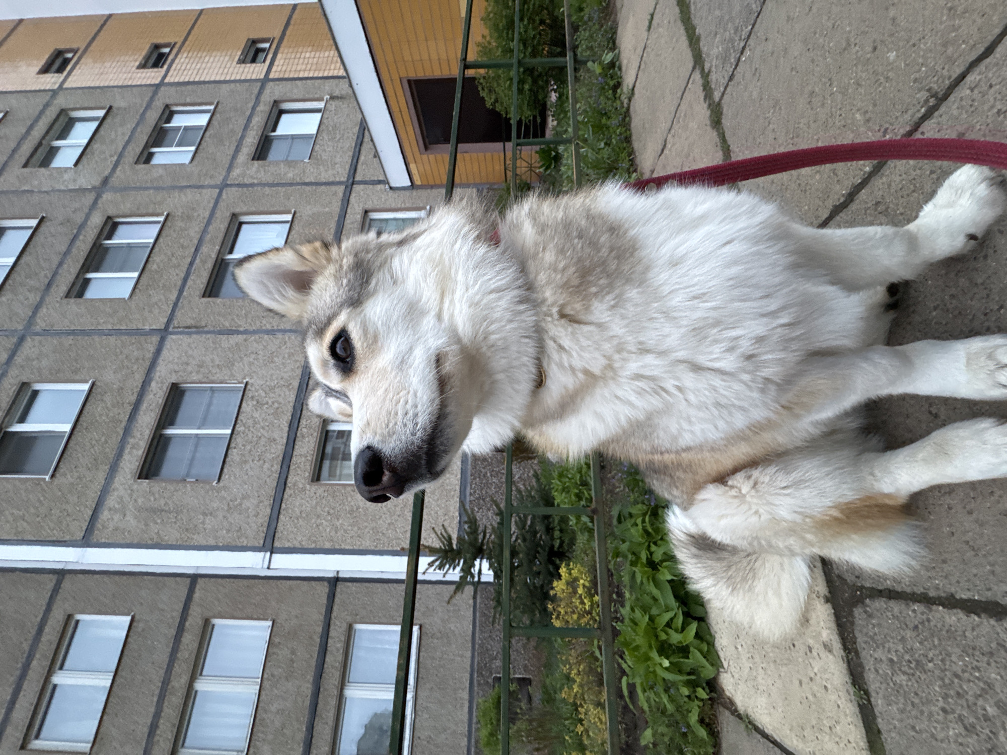 A medium shot captures a white and gray Husky-type dog reclining on a gray tiled sidewalk. A red leash is visible, extending away from the dog. Behind the dog, a green metal fence separates the sidewalk from a patch of green vegetation. In the background rises a multi-story concrete building with a facade of recessed windows. The building has a small yellow entryway. The scene is located in the city of Chaikovsky, Russia.