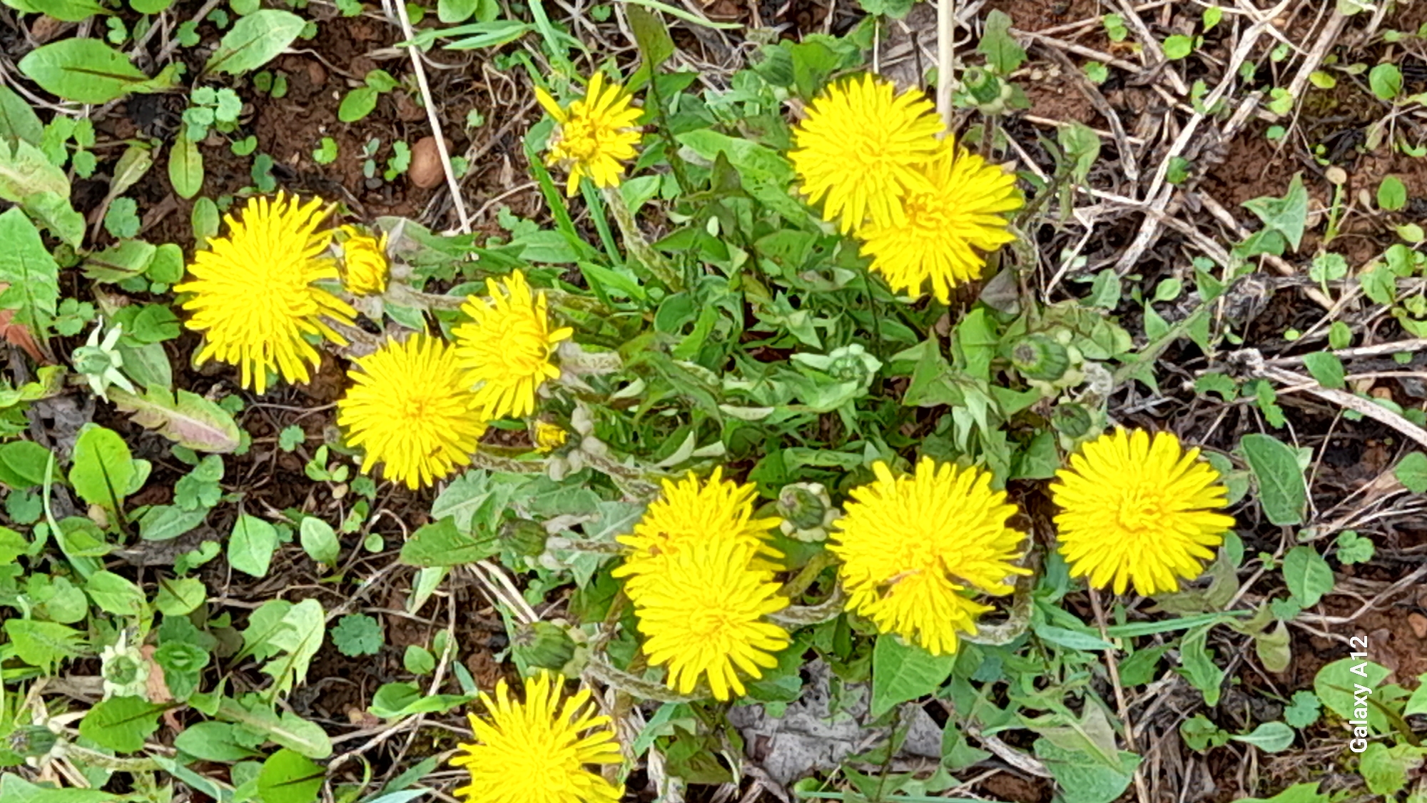 The image shows a patch of dandelions growing in soil mixed with dead grass and other greenery. The location appears to be outdoors. There are no people, objects, or actions other than the plants growing. The image was taken on a Samsung Galaxy A12. There is no information to suggest the location is Markovskii, Russia.