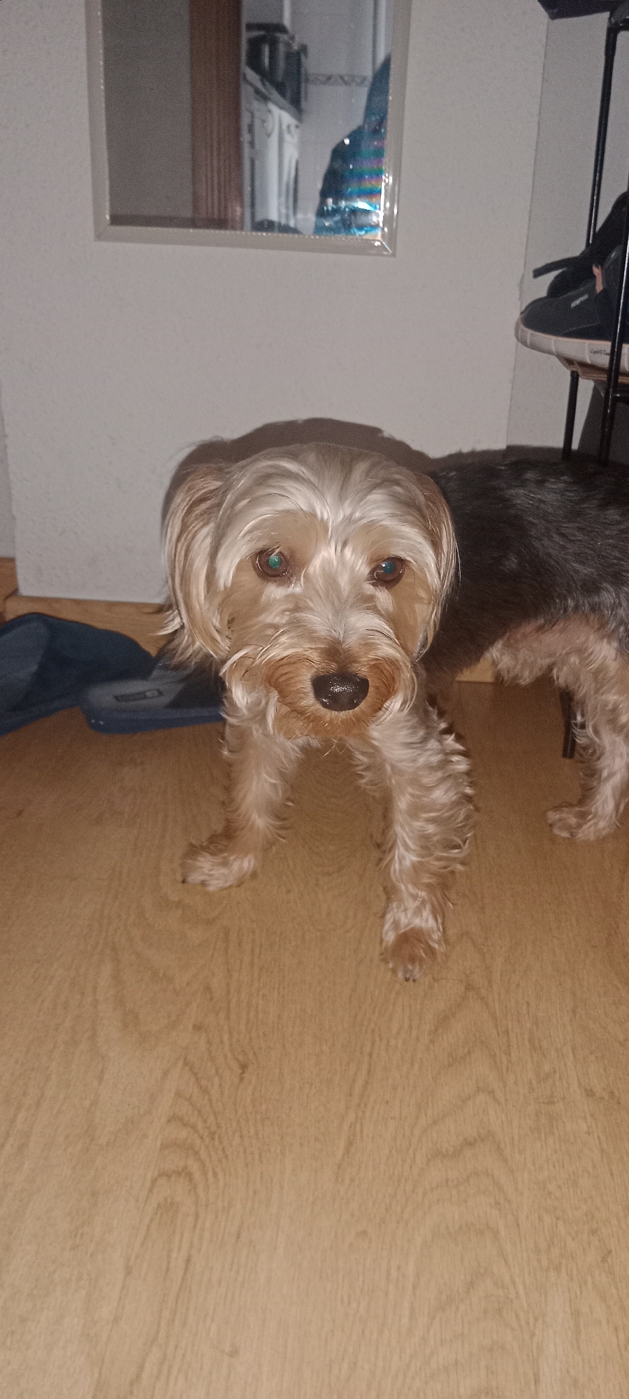 A Yorkshire Terrier dog is standing on a wooden floor. The dog is facing forward and is mostly in focus. The dog's fur is light brown and blonde. The background includes a wall and a mirror reflecting a blurred image of what appears to be a kitchen. To the right of the dog, a portion of a black shoe is visible on a shelf. To the left of the dog, a dark blue object, possibly a piece of clothing, is on the floor. The scene is indoors and appears to be a domestic environment in Galapagar, Spain.