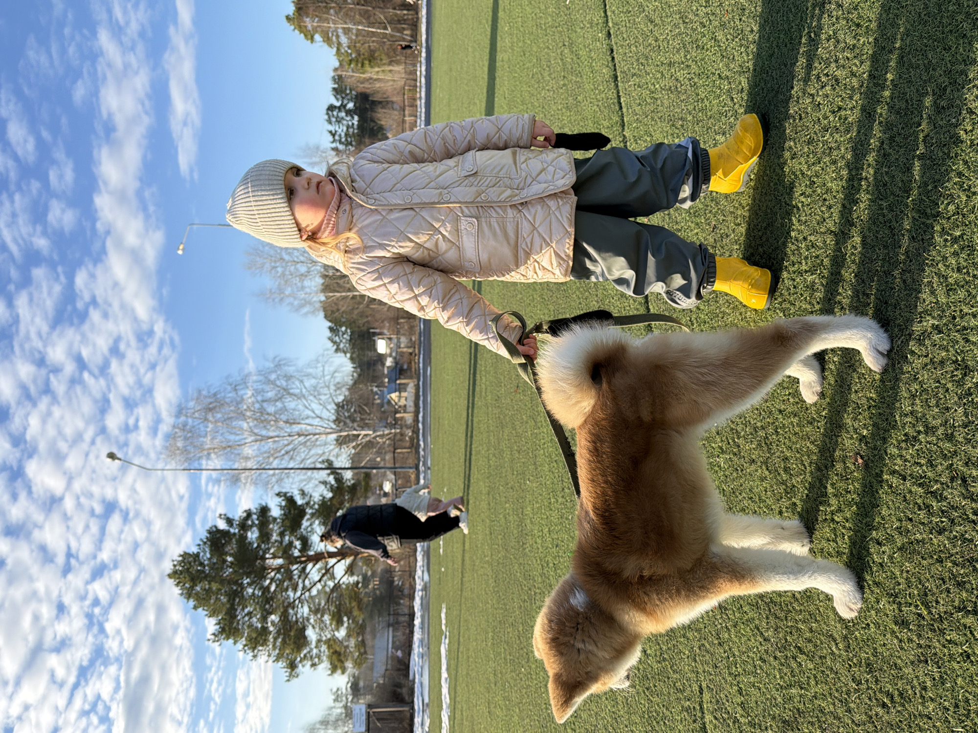 A young child in a beige quilted jacket, gray pants, yellow boots, and a gray beanie is holding the leash of a large, light brown and white Akita dog on a leash. They are on a green artificial turf field. In the background, there is a row of trees and a building with a fence, along with another person bending over. The sky is blue with scattered white clouds. The image appears to be taken on a sunny day in the city of Chaikovsky, Russia.