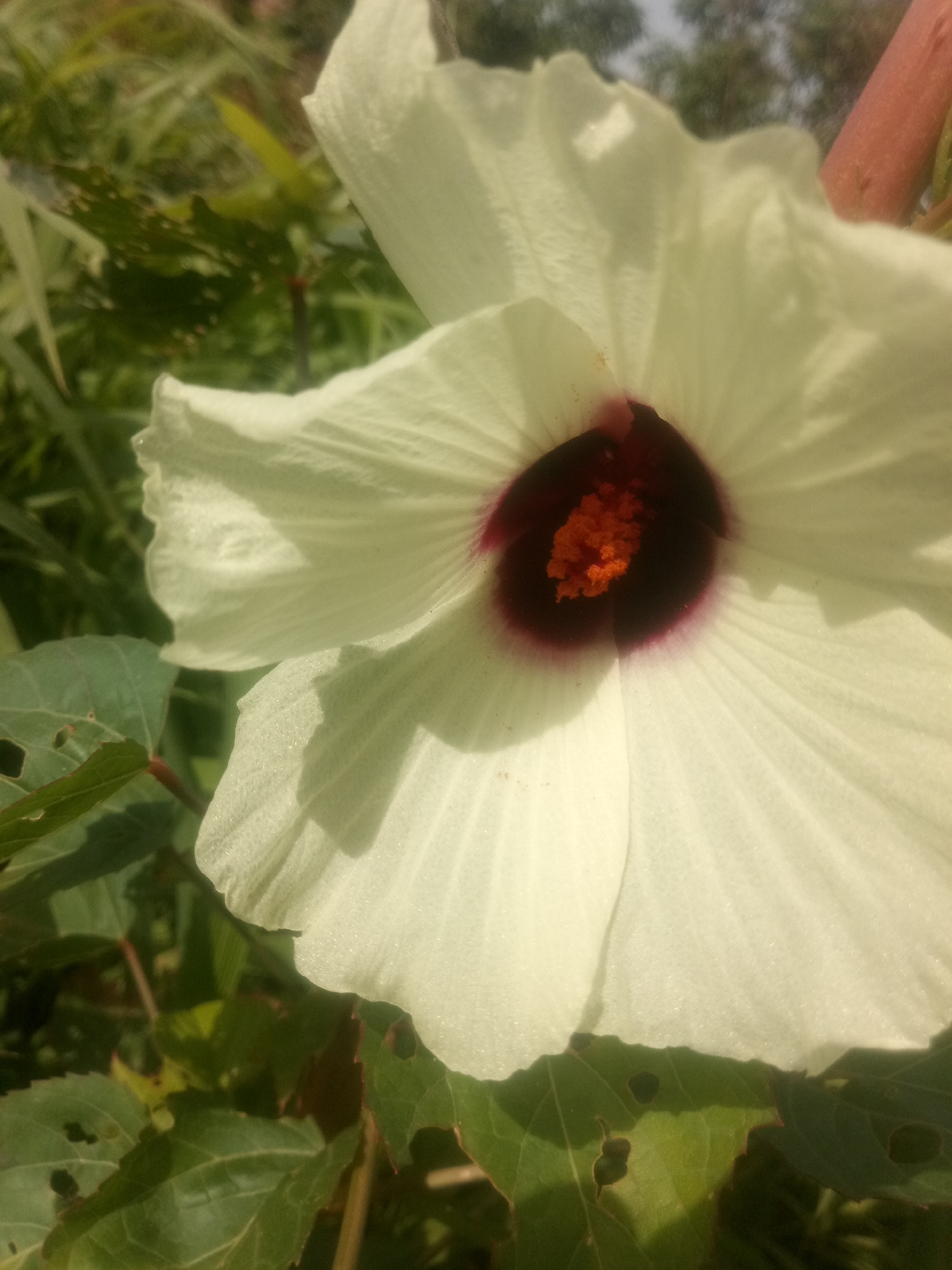 A close-up, slightly angled shot focuses on a large, pale yellow hibiscus flower in bloom. The flower's petals are broad and textured, with a slightly crinkled edge. In the center of the flower, a dark maroon eye surrounds a cluster of vibrant orange stamens. The background is a blur of green foliage and a hint of a pale blue sky. The lighting suggests it is daytime, with sunlight casting soft shadows on the petals. The image appears to be taken outdoors in a natural setting.
