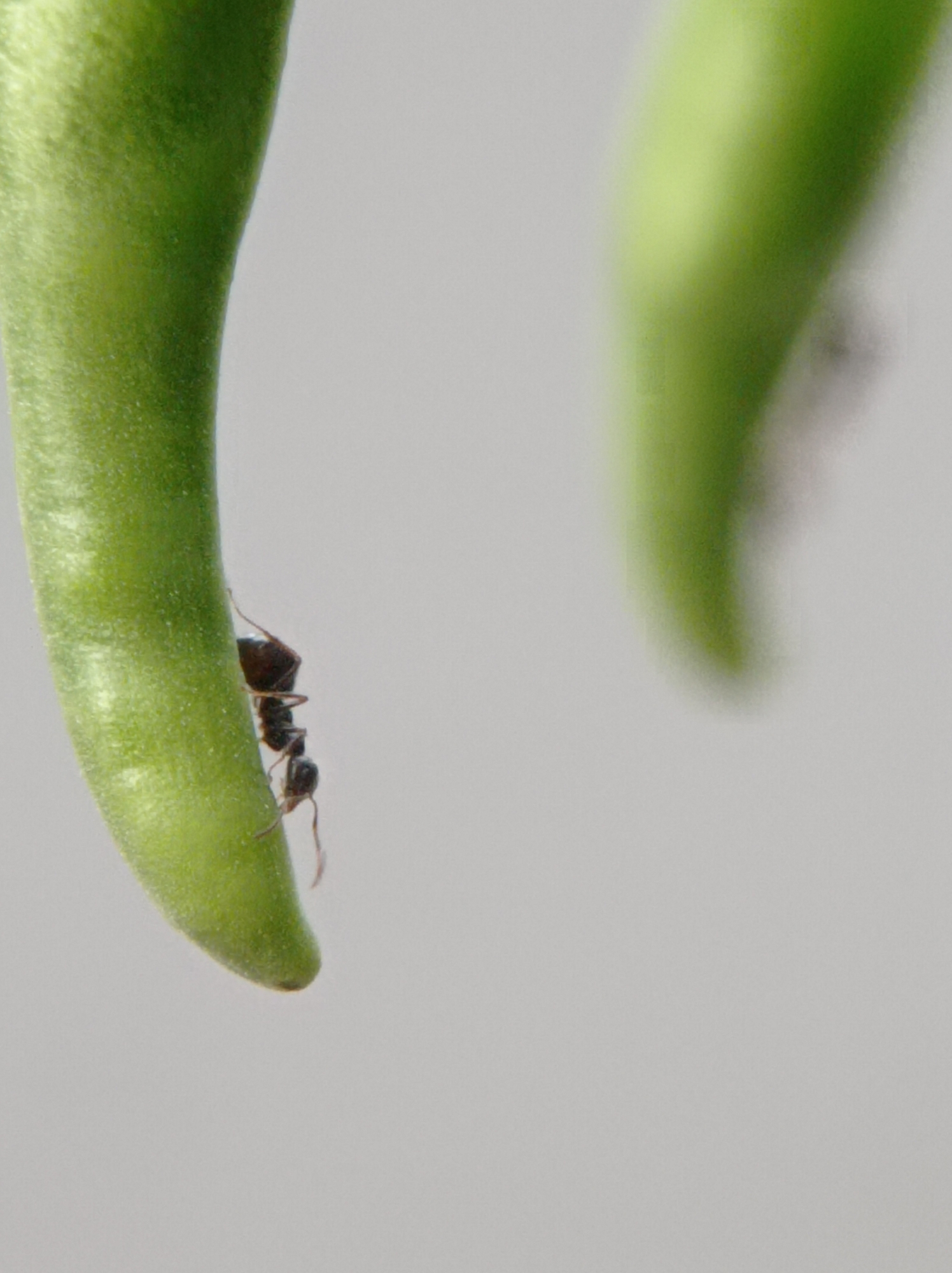 An ant is positioned on a green, curved plant stem, clinging to its surface. The ant is dark brown with visible legs and antennae. The stem is smooth and appears to be part of a succulent plant. The background is a soft, out-of-focus gray. The image is a close-up, macro photograph.