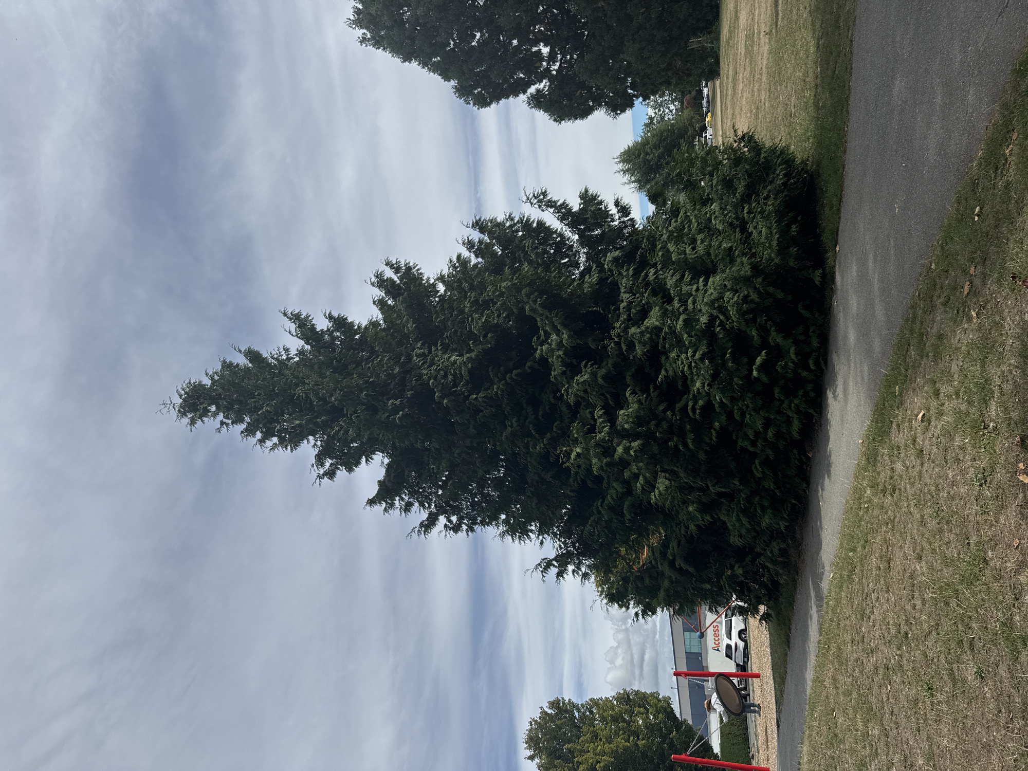 This image depicts a large, dark green coniferous tree prominently positioned in the foreground, dominating the center of the frame. The tree's dense foliage creates a triangular silhouette against a partly cloudy sky. To the left of the main tree, a portion of a playground structure with red poles is visible, and a person on a swing can be seen. In the background, a white commercial vehicle with the word "Access" on its side is parked near a building with a grey facade. Further in the distance, other trees and a yellow vehicle are present on a grassy field. The foreground consists of a paved pathway curving through dry, patchy grass. The scene appears to be an outdoor public space, likely a park or recreational area. Based on the context of previously provided images, this scene is located in the city of Burnaby, Canada.