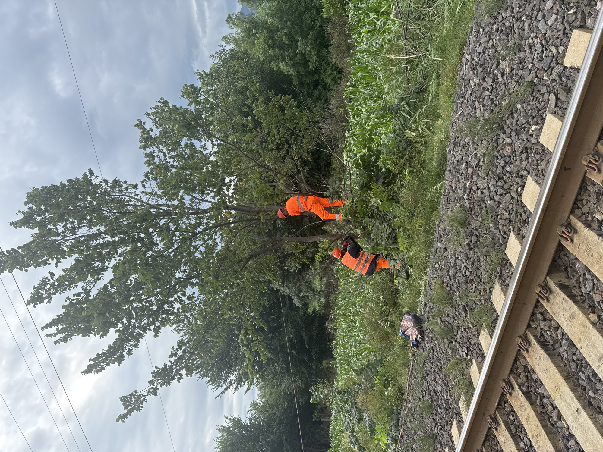 Two individuals wearing high-visibility orange work clothing are working on a tree near a set of train tracks. One individual is positioned higher in the tree, appearing to be cutting branches. The second individual is on the ground, also wearing orange and appearing to be using a chainsaw. A field of corn is visible behind the workers and the tree. Overhead power lines are present. The scene is set in Kvemo Khvedureti, Georgia, with a cloudy sky.